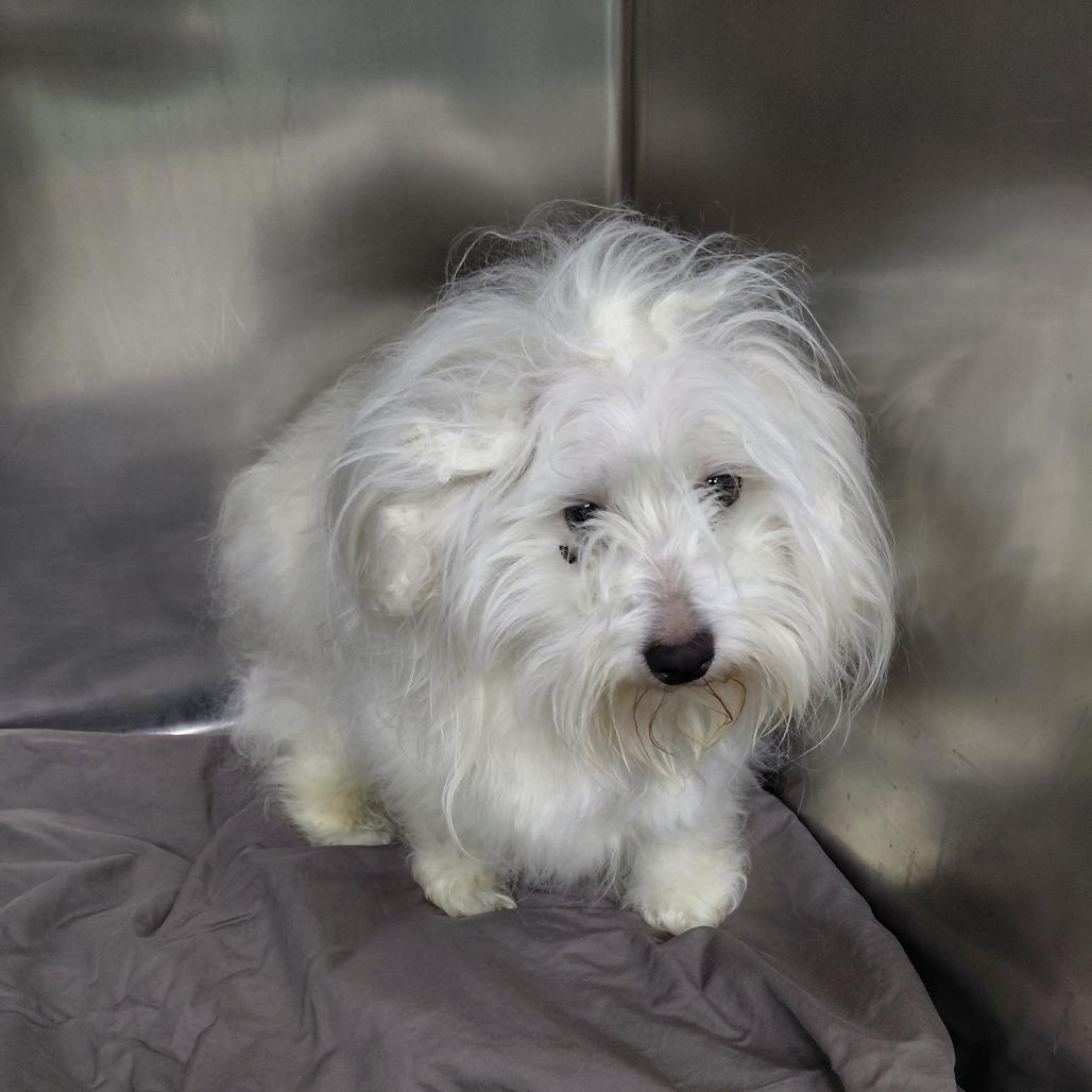Alfredo, Adoptable, Senior Male Maltese.