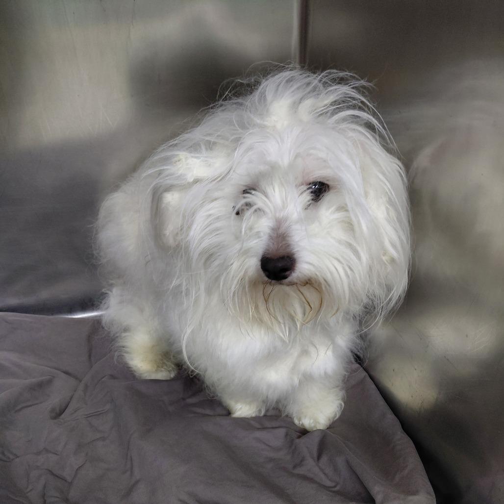 Enlarge Alfredo, a Adoptable Maltese in Philadelphia, PA image 2/2