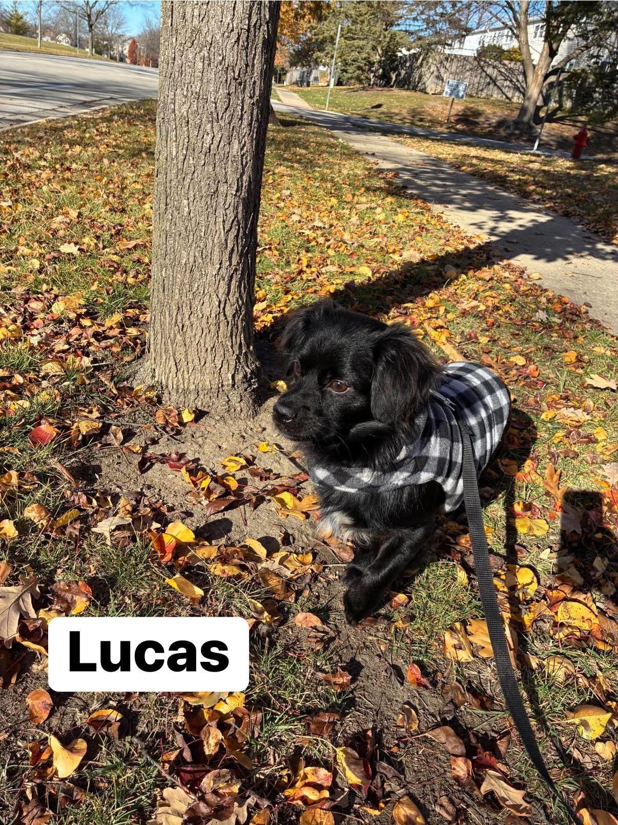 Lucas