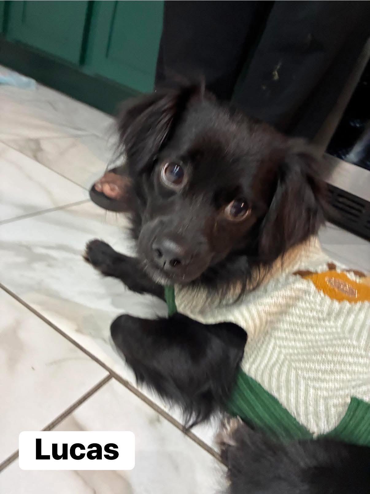 Enlarge Lucas, an adopted mixed breed in Elburn, IL image 5/6