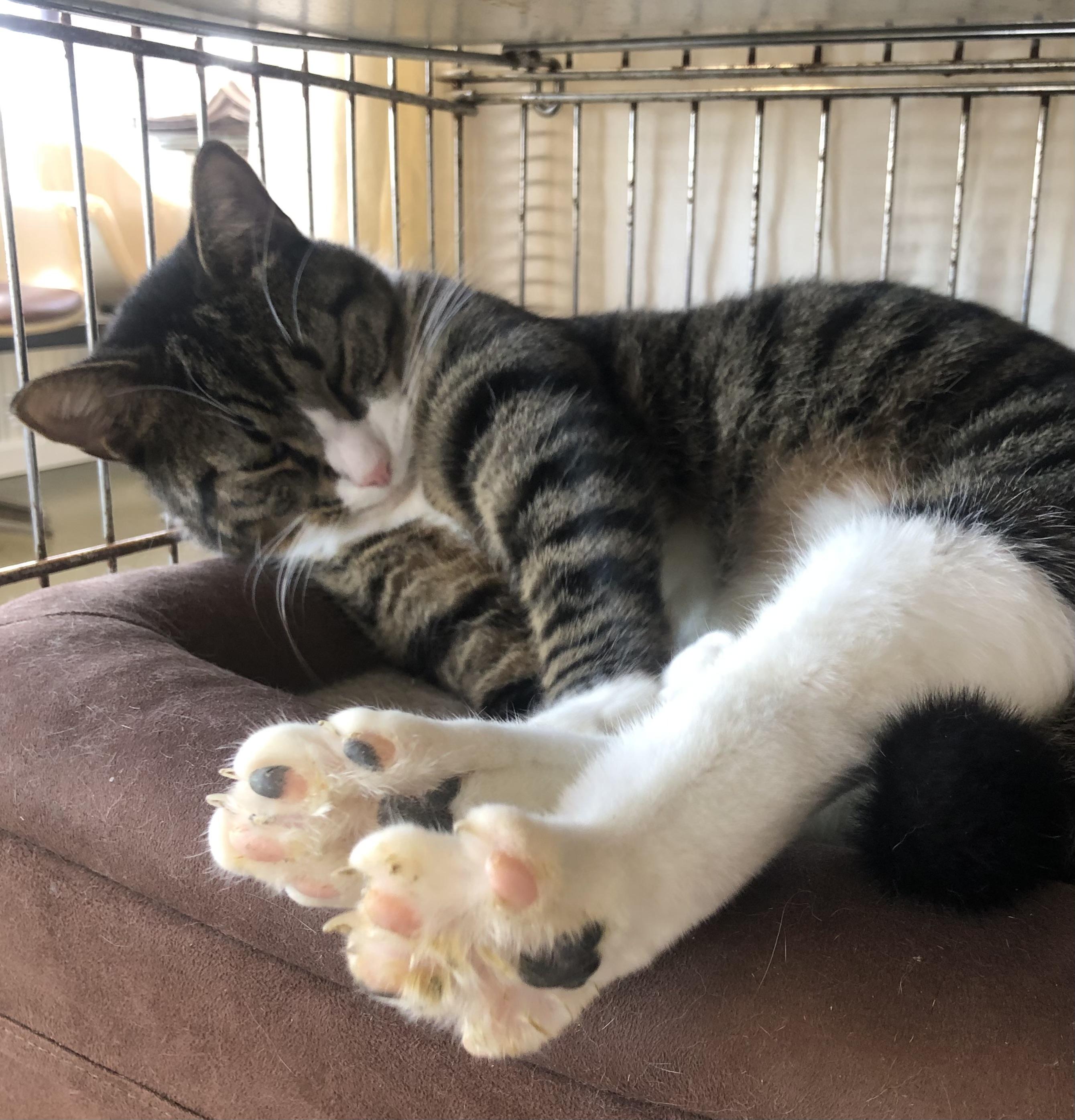 Enlarge Socks, an adopted Domestic Short Hair in Parma, OH image 2/3