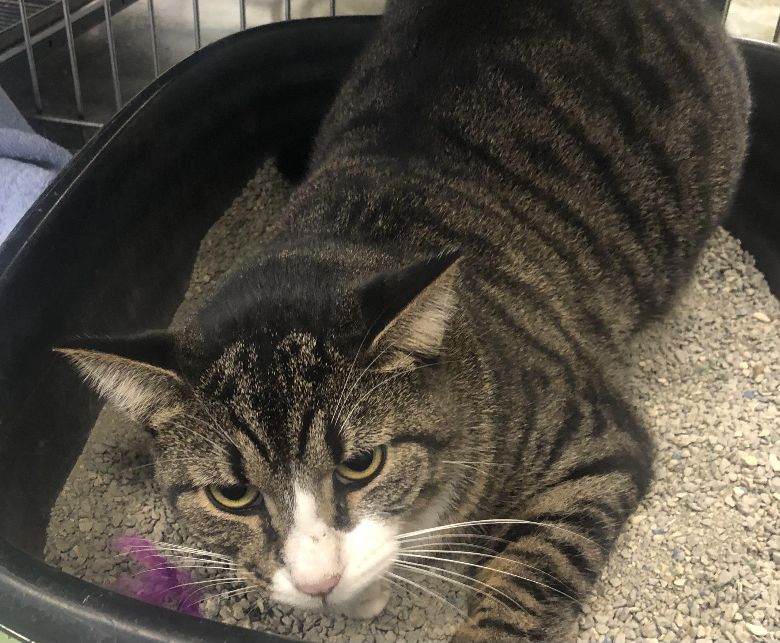 Enlarge Socks, a Adoptable Domestic Short Hair in Parma, OH image 1/1