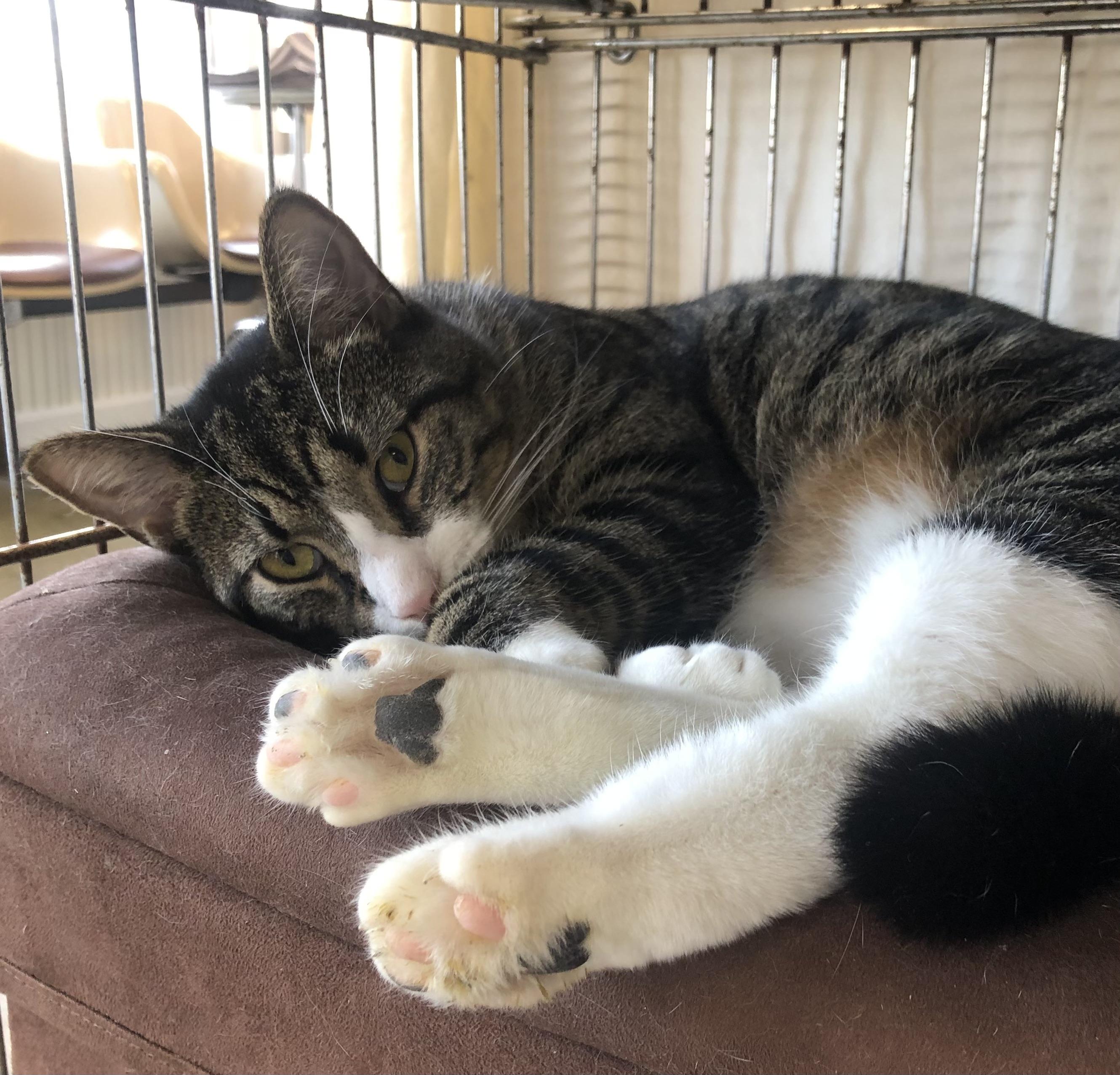 Socks, Adoptable, Adult Male Domestic Short Hair.