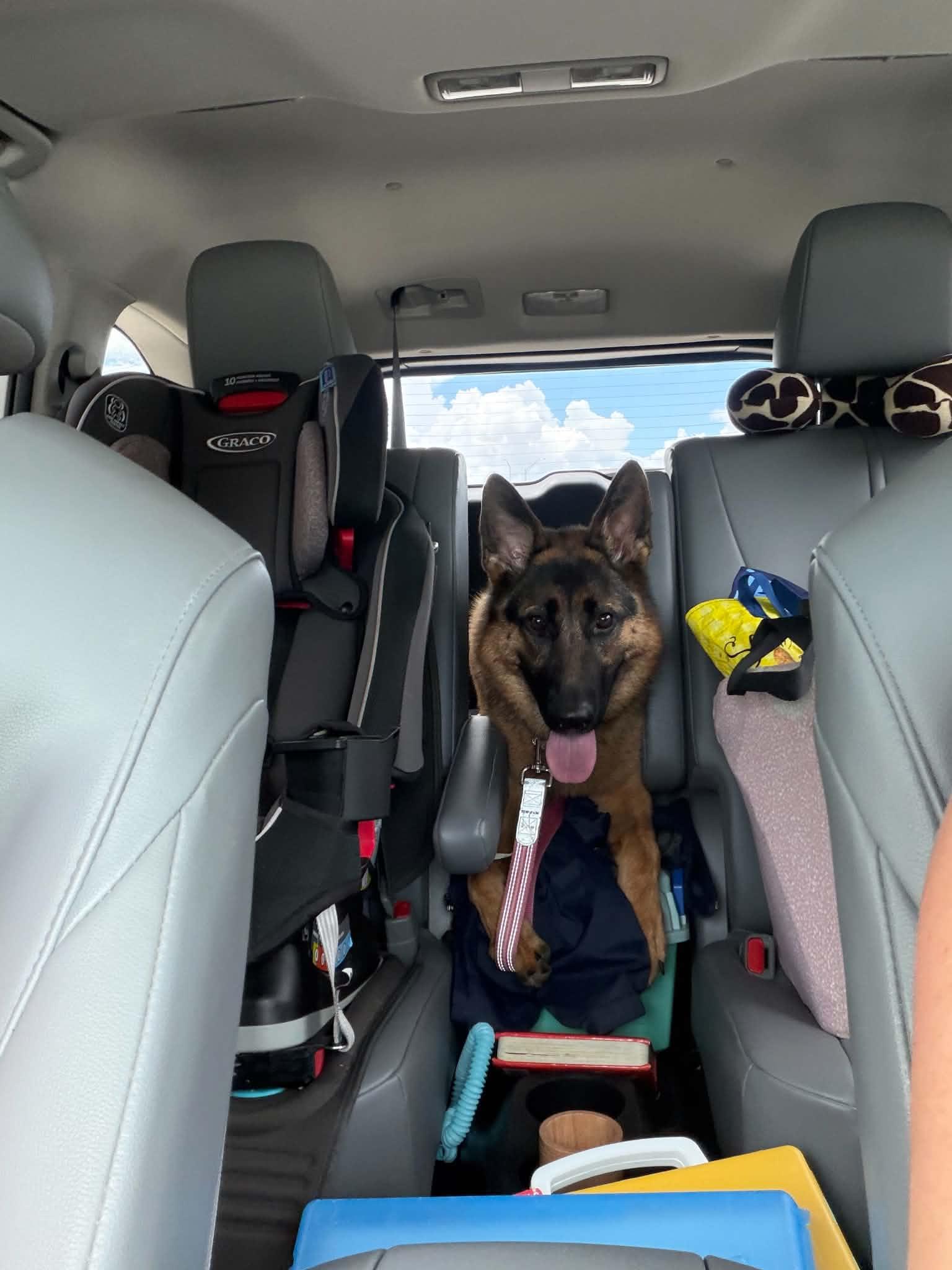 Olive, Adoptable, Adult Female German Shepherd Dog.