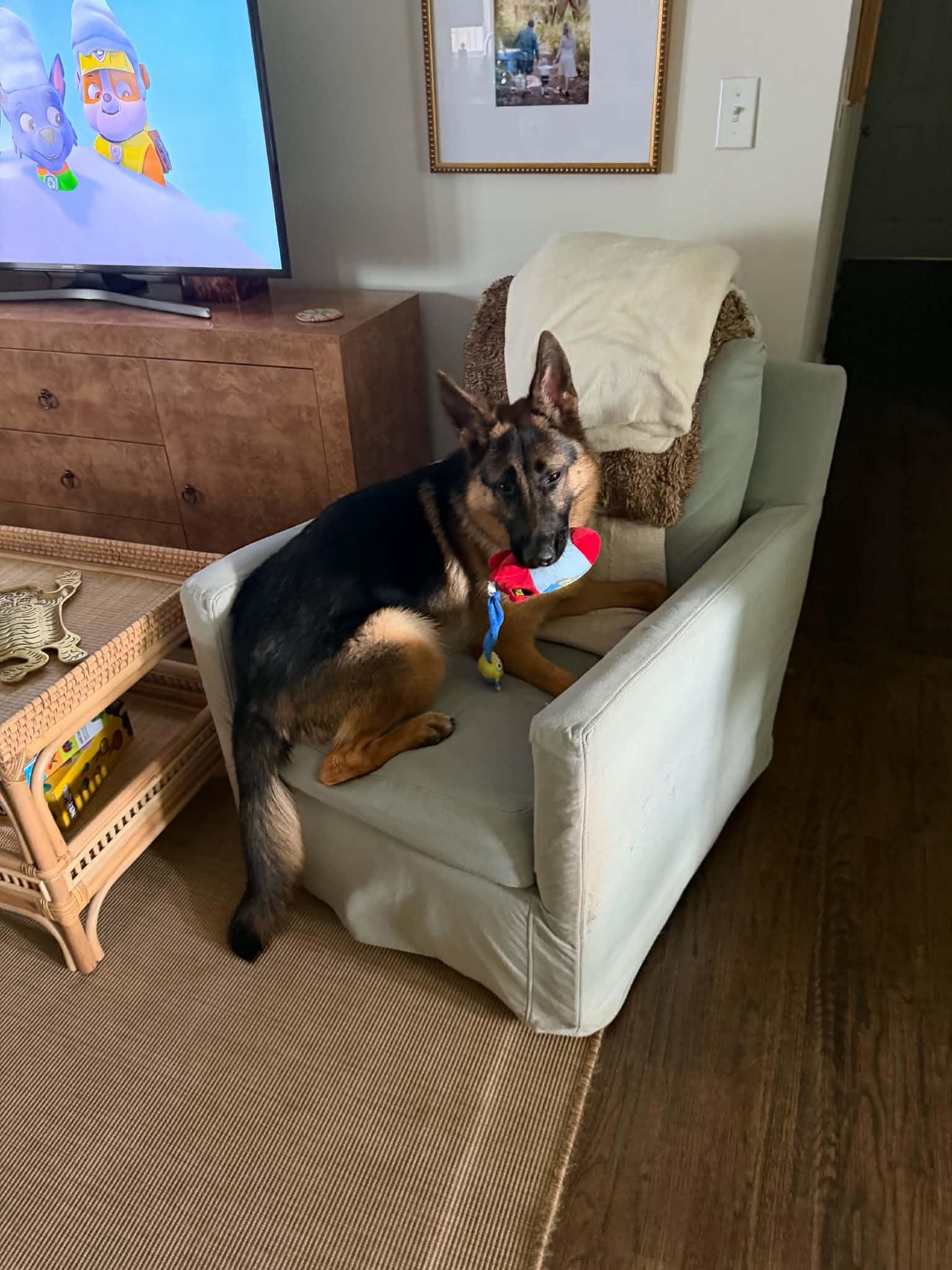 Enlarge Olive, a Adoptable German Shepherd Dog in Mount Pleasant, SC image 2/3