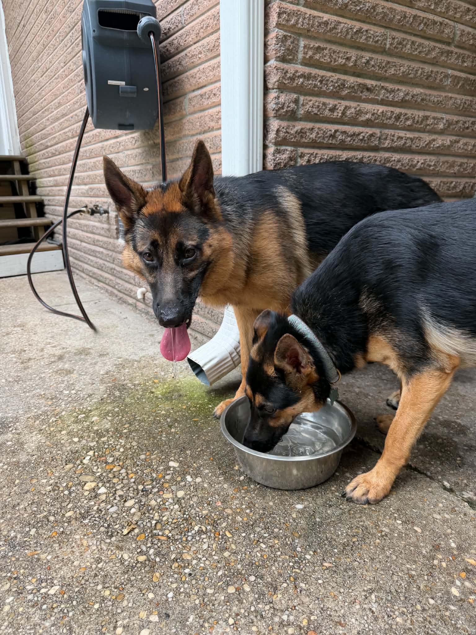 Enlarge Olive, a Adoptable German Shepherd Dog in Mount Pleasant, SC image 3/3