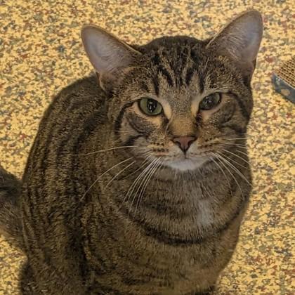 Enlarge Potato, a Adoptable Domestic Short Hair in Merriam, KS image 1/1