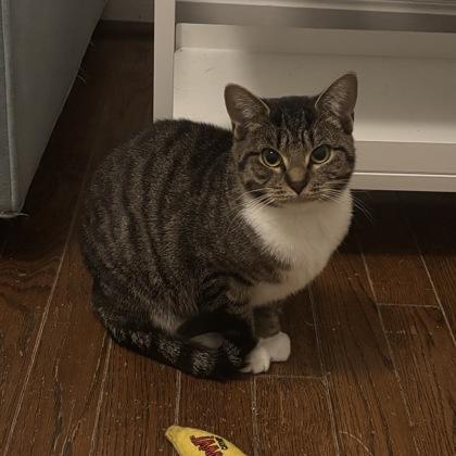 Enlarge Potato, a Adoptable Domestic Short Hair in Merriam, KS image 1/1