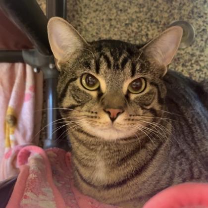 Potato, Adoptable, Adult Male Domestic Short Hair & Domestic Short Hair.