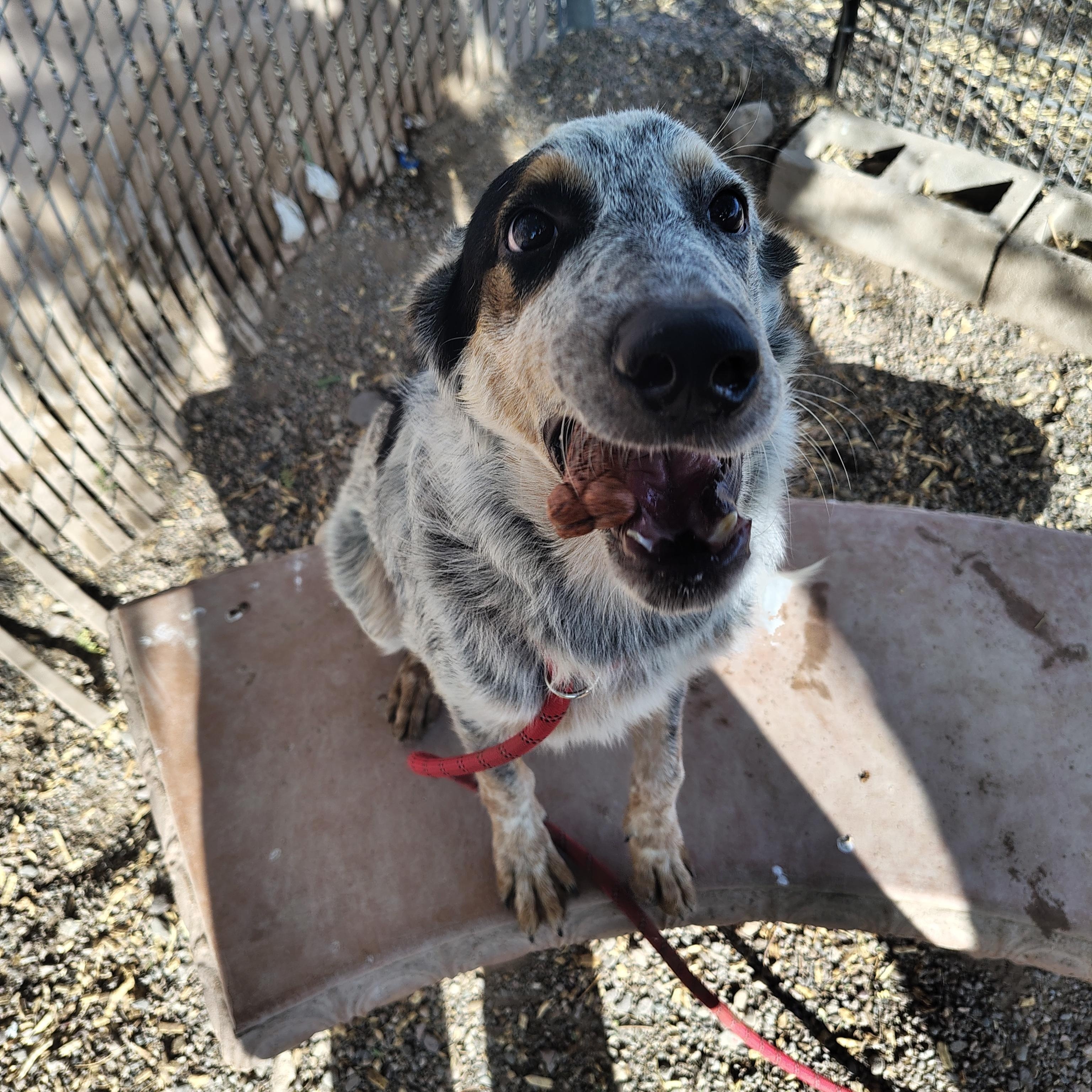 Enlarge Stetson, a Adoptable Australian Cattle Dog / Blue Heeler in Parker, AZ image 2/2