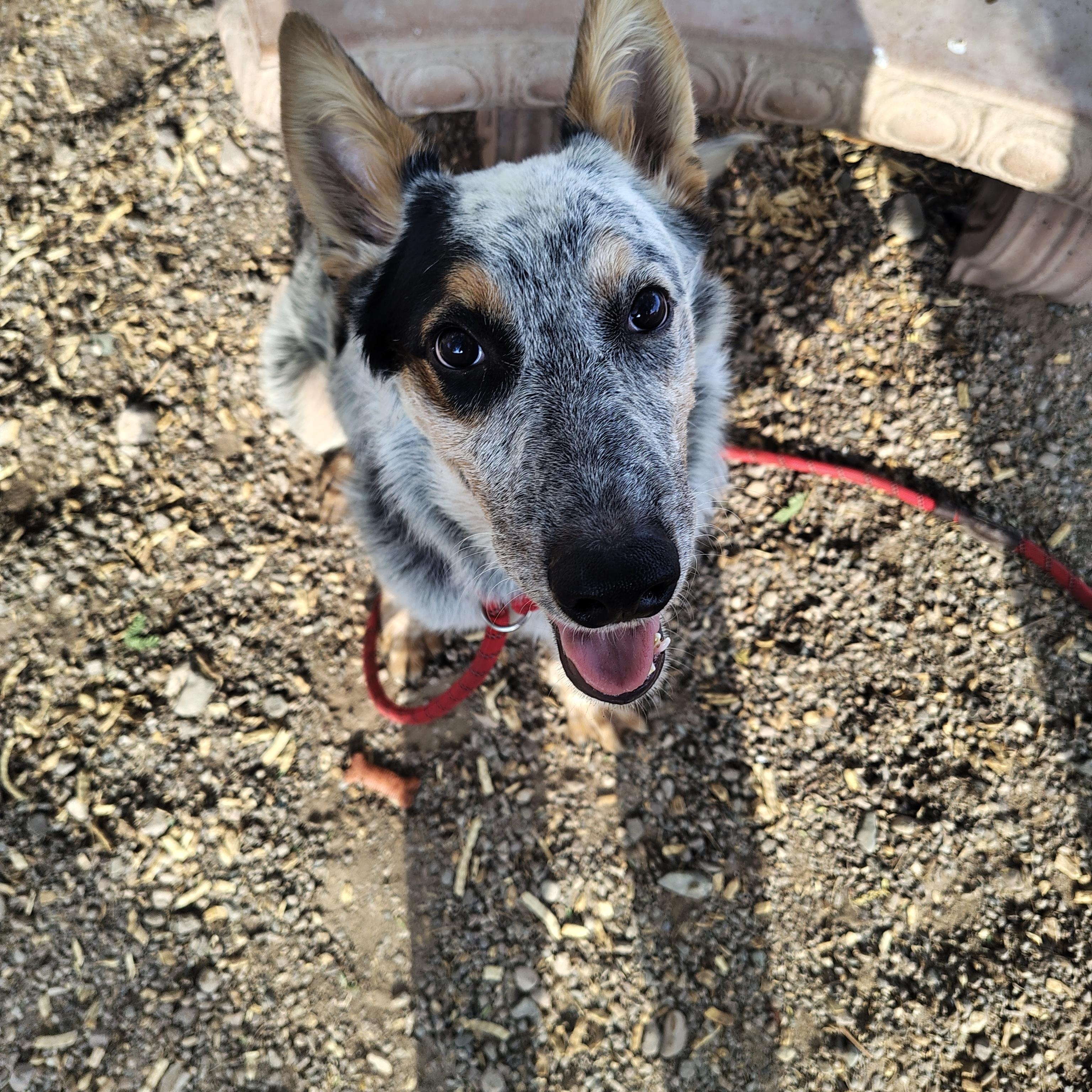 Stetson, Adoptable, Young Male Australian Cattle Dog / Blue Heeler.