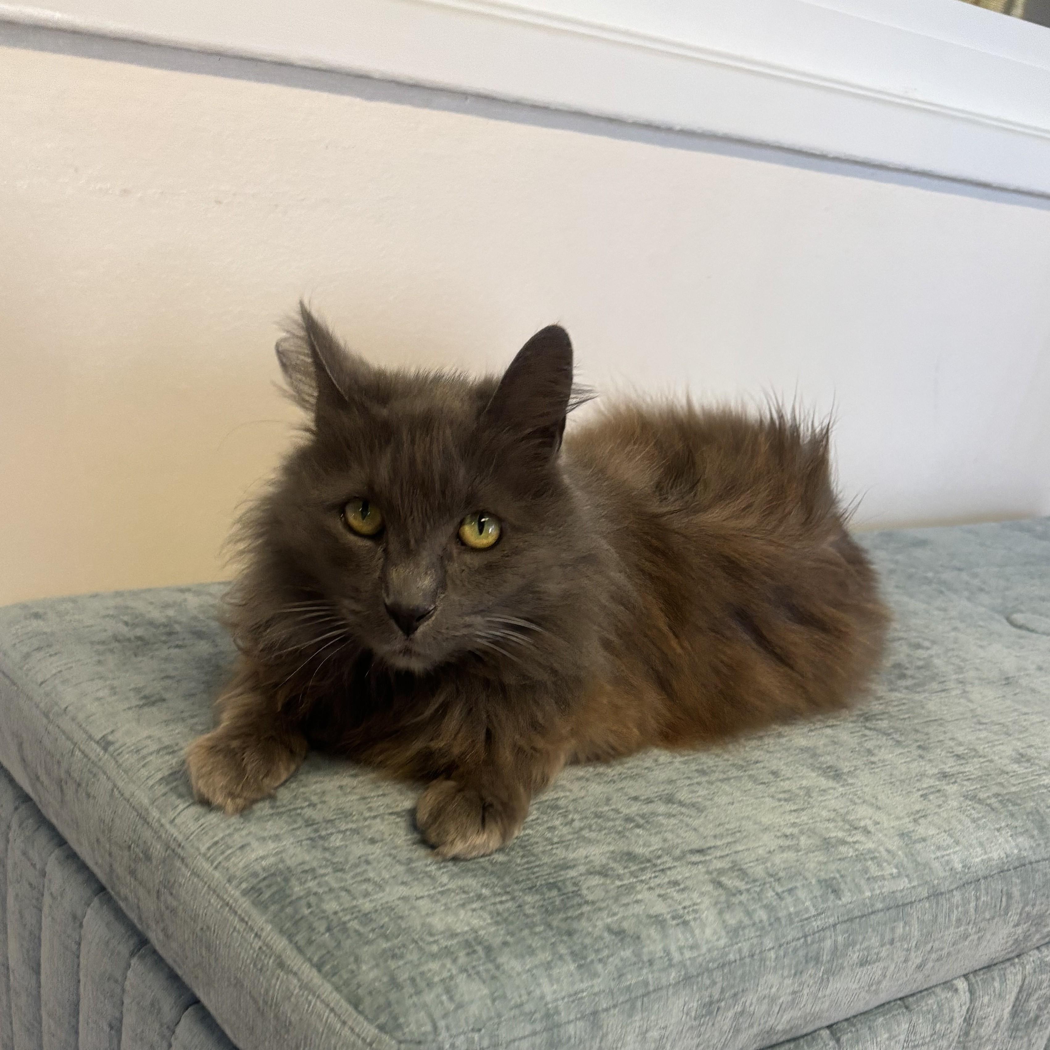 Enlarge Grayson, a Adoptable Domestic Long Hair in Whittier, CA image 2/6