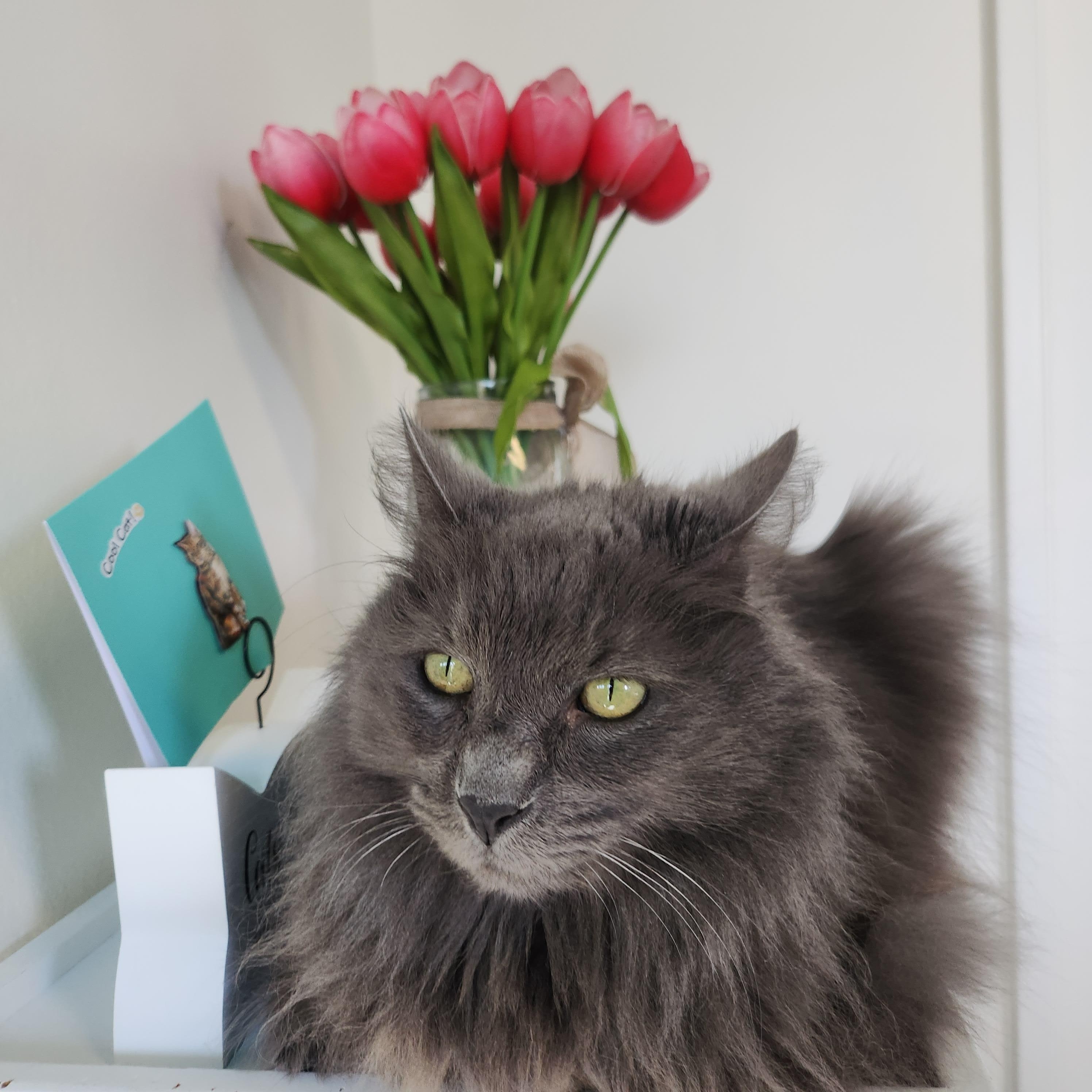 Enlarge Grayson, a Adoptable Domestic Long Hair in Whittier, CA image 2/5