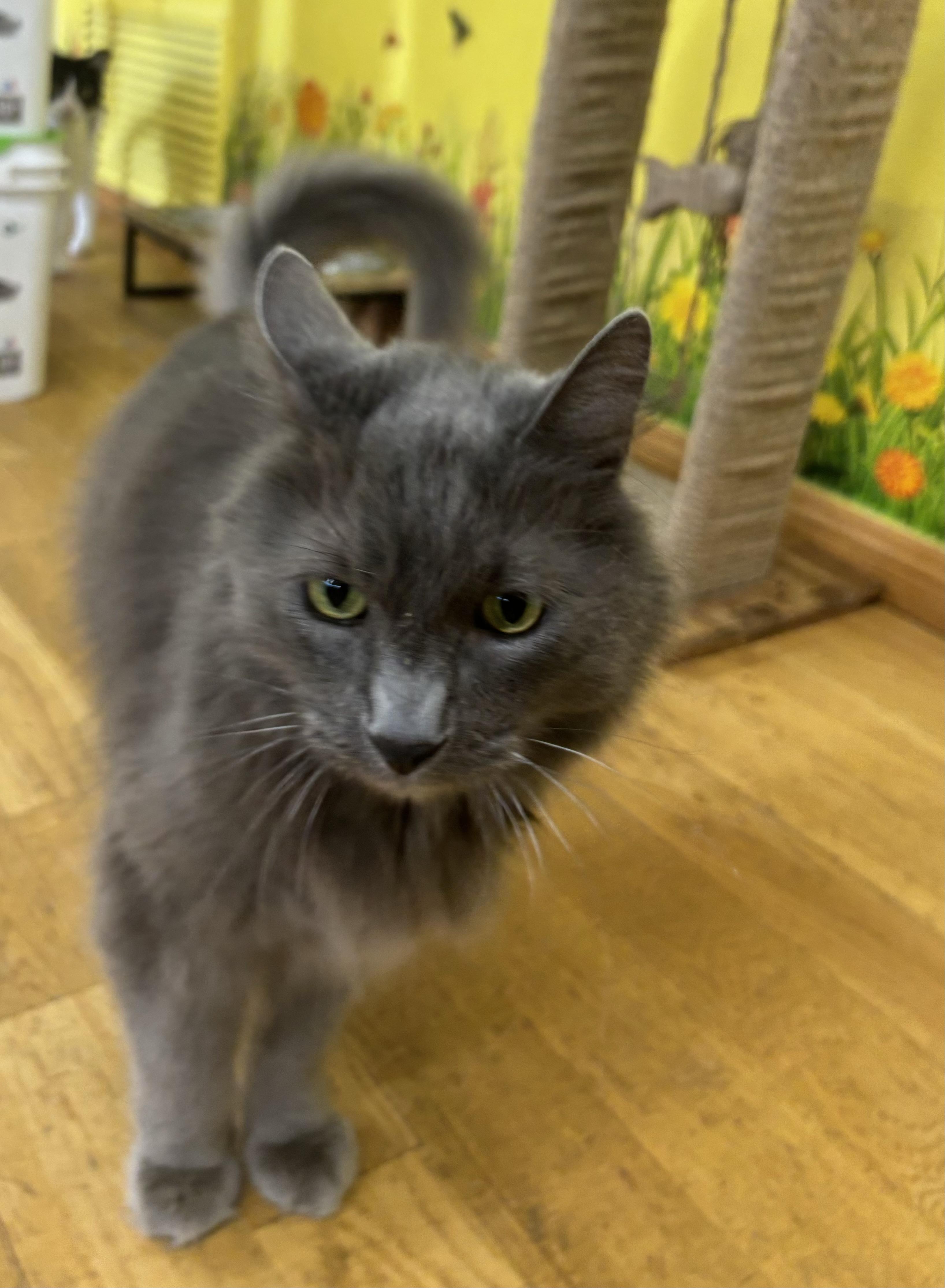 Enlarge Grayson, a Adoptable Domestic Long Hair in Whittier, CA image 1/5