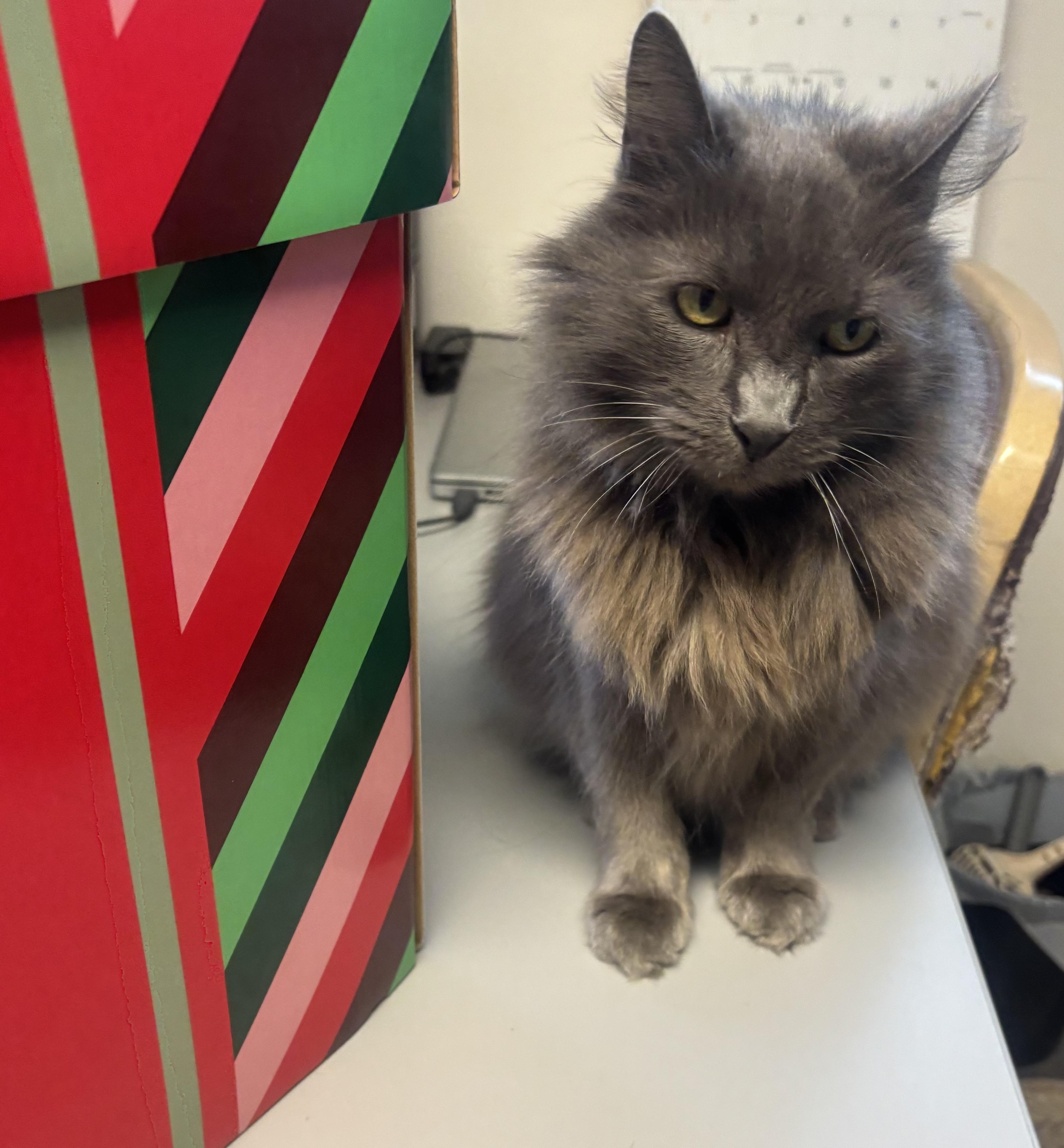 Enlarge Grayson, a Adoptable Domestic Long Hair in Whittier, CA image 2/5