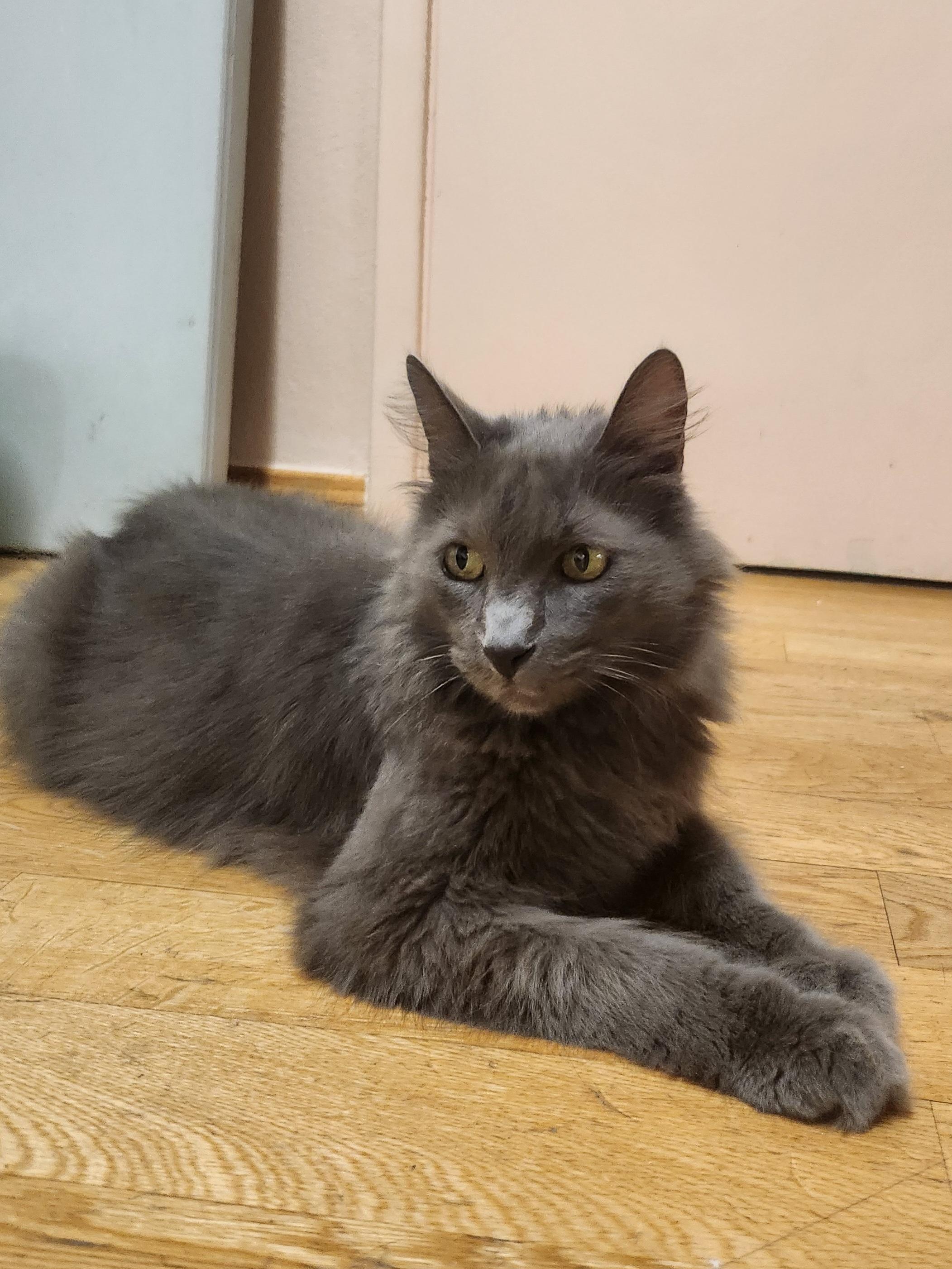 Enlarge Grayson, a Adoptable Domestic Long Hair in Whittier, CA image 5/5