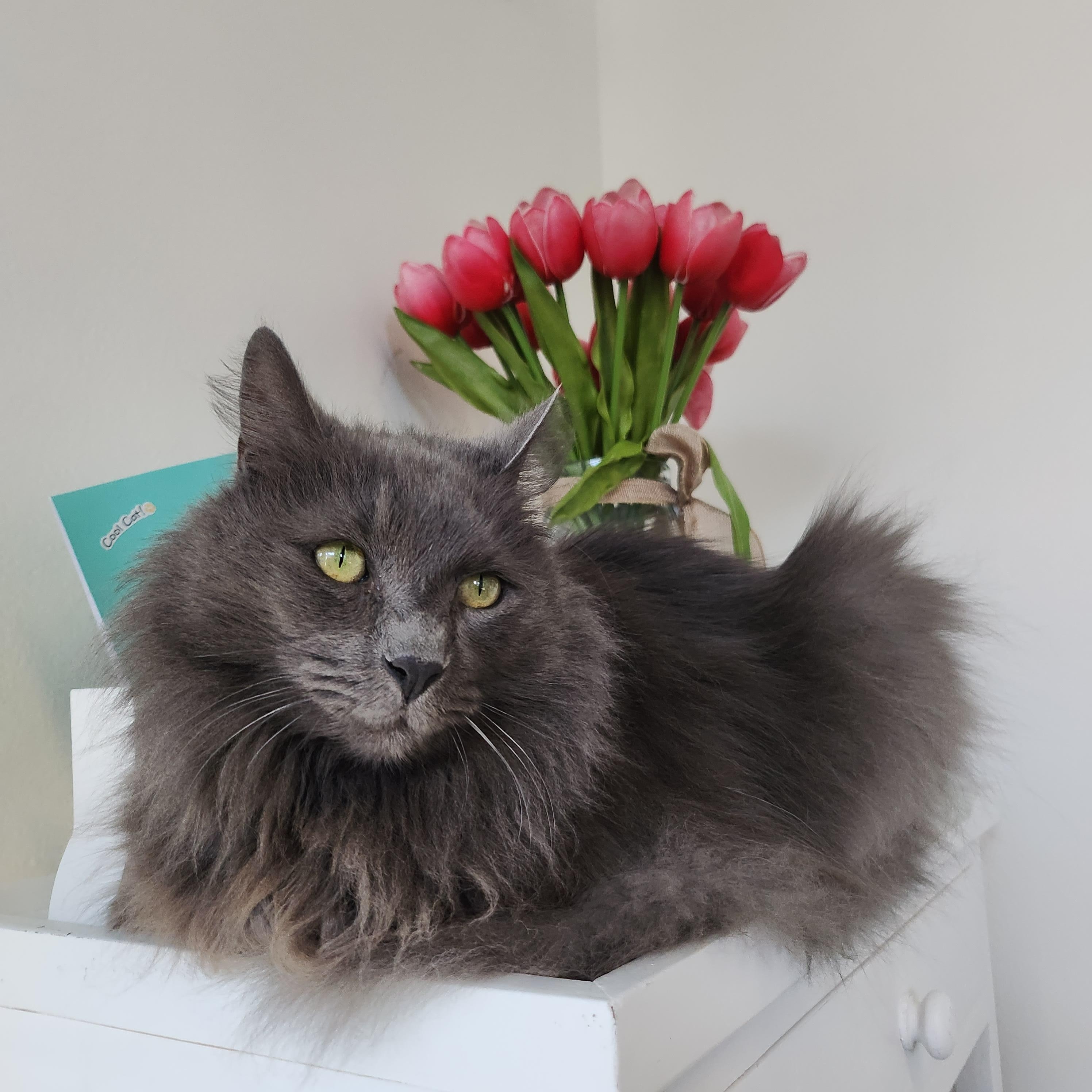Enlarge Grayson, a Adoptable Domestic Long Hair in Whittier, CA image 5/5