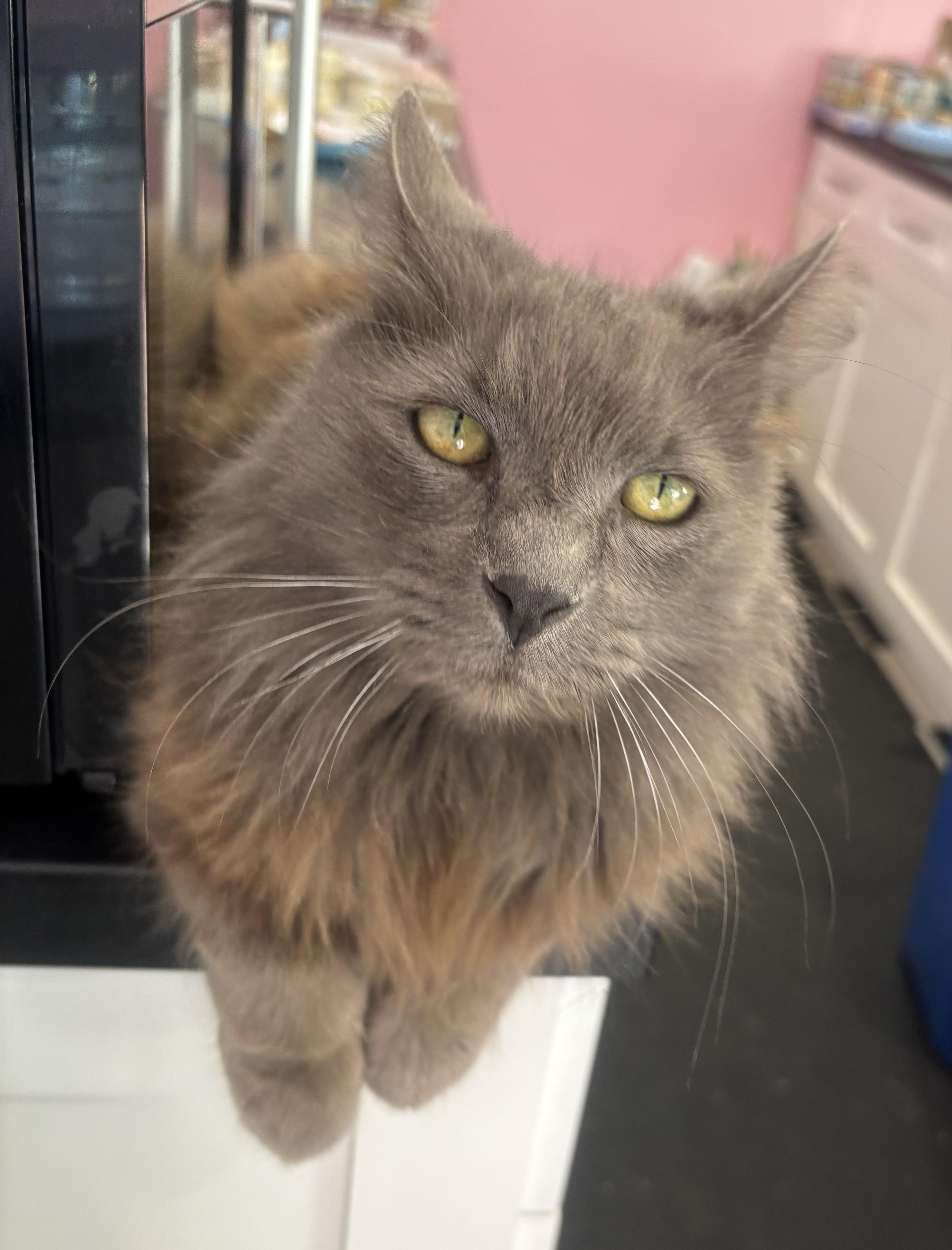 Enlarge Grayson, a Adoptable Domestic Long Hair in Whittier, CA image 1/6