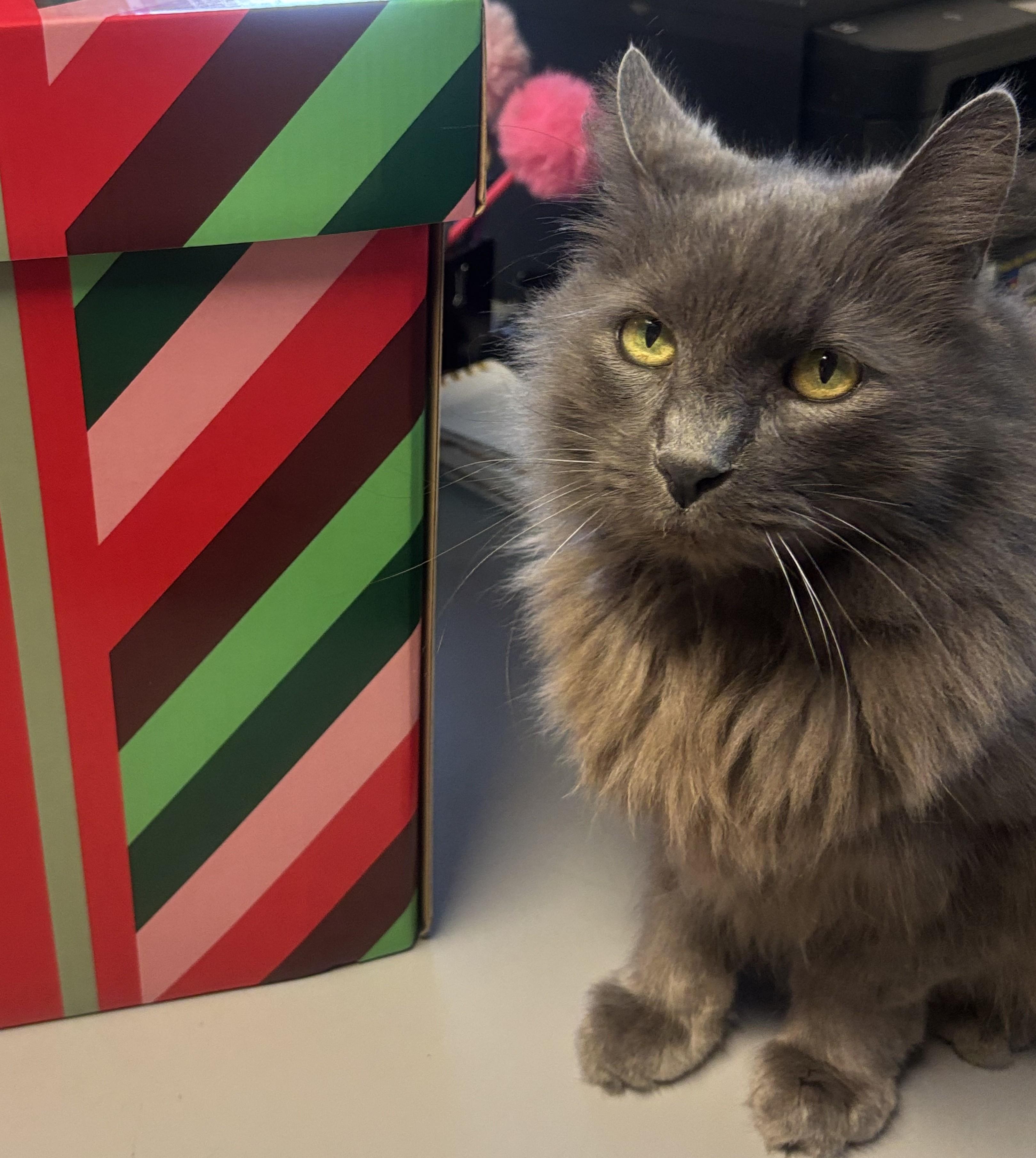 Enlarge Grayson, a Adoptable Domestic Long Hair in Whittier, CA image 3/5