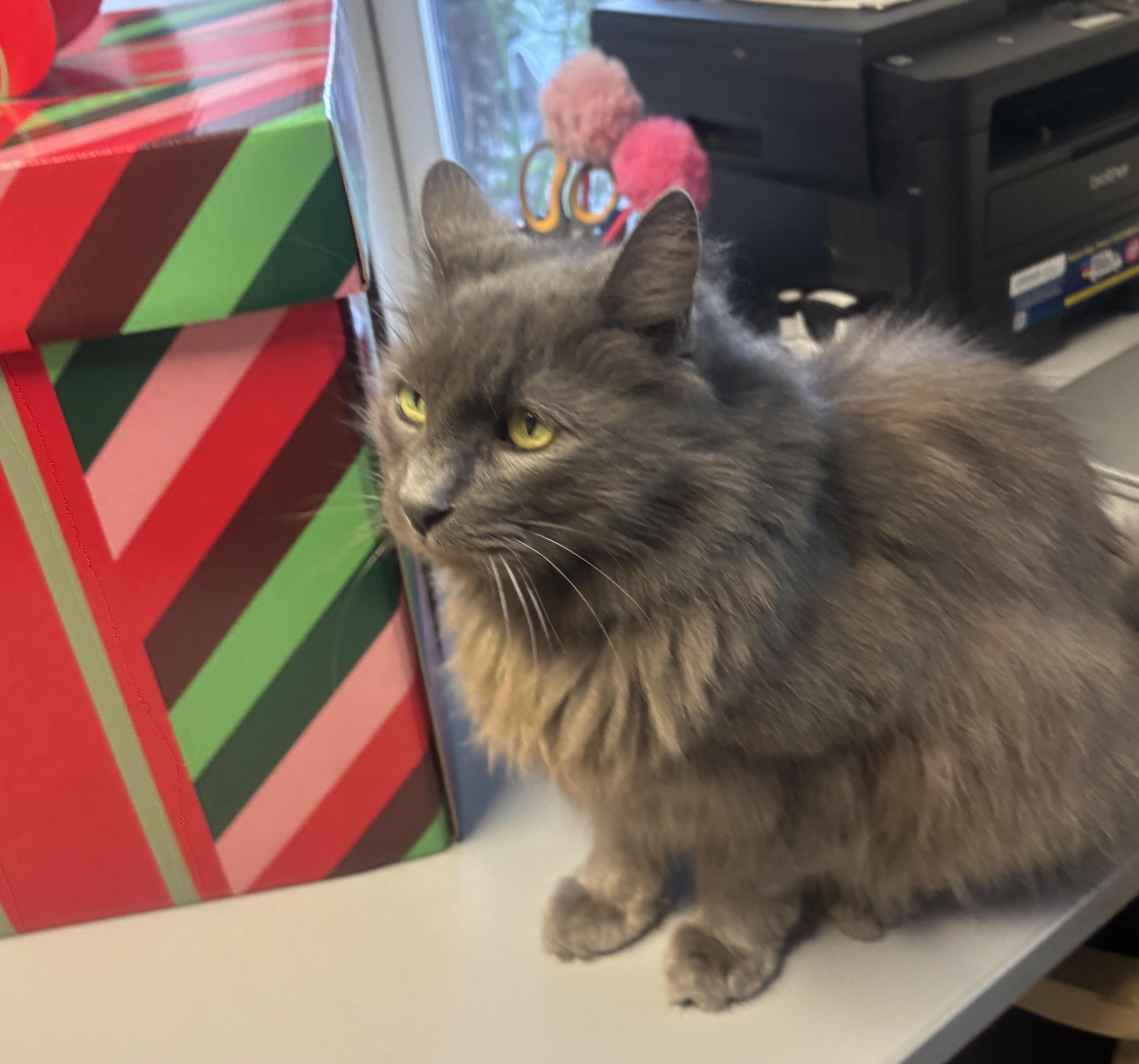 Enlarge Grayson, a Adoptable Domestic Long Hair in Whittier, CA image 4/5