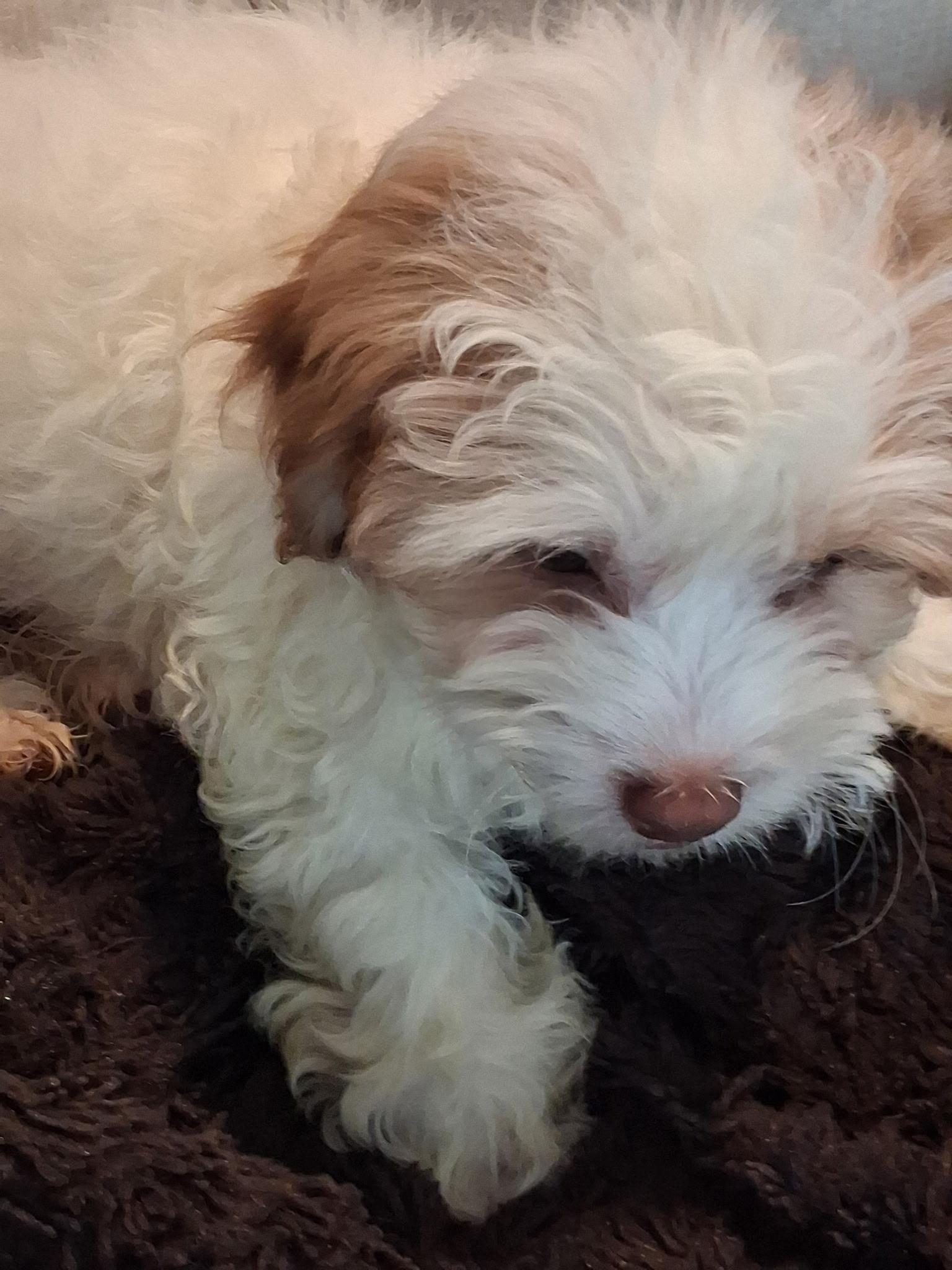 Roxy , adopted, Puppy Female Shih poo.
