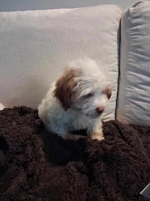 Enlarge Roxy , an adopted Shih poo in Maitland, FL image 4/4