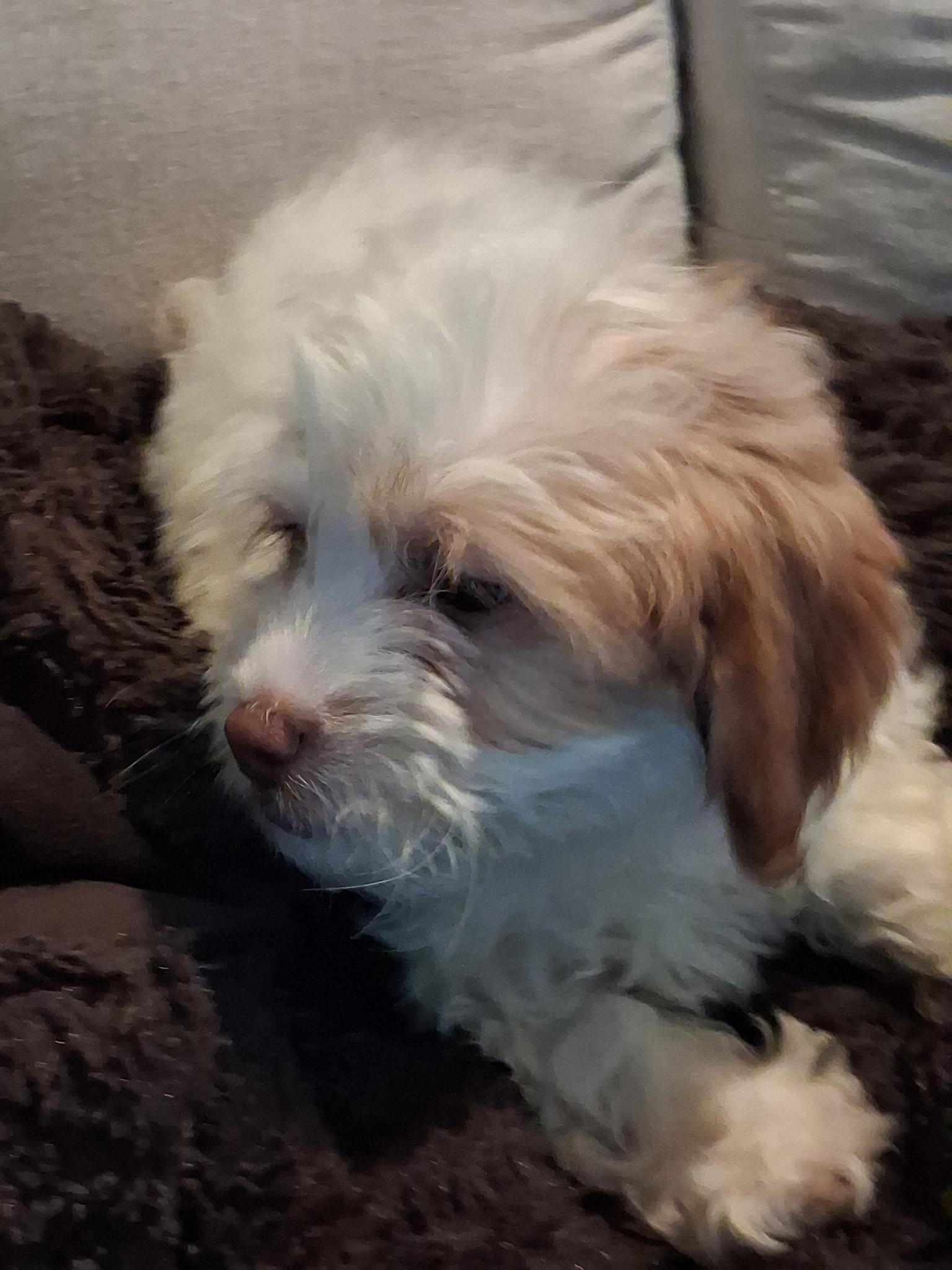 Enlarge Roxy , an adopted Shih poo in Maitland, FL image 2/4