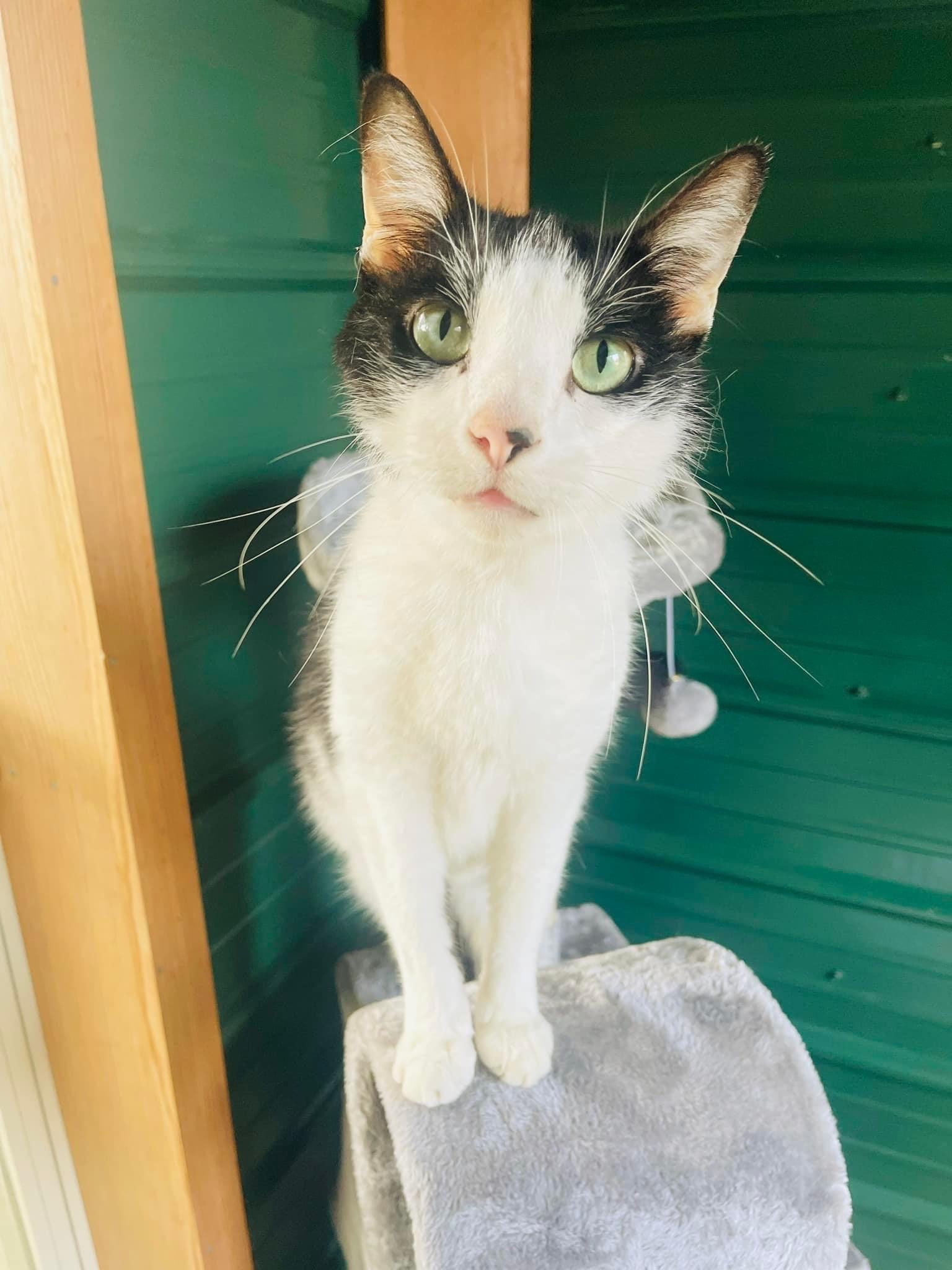 Loki, Adopted, Adult Male American Shorthair.