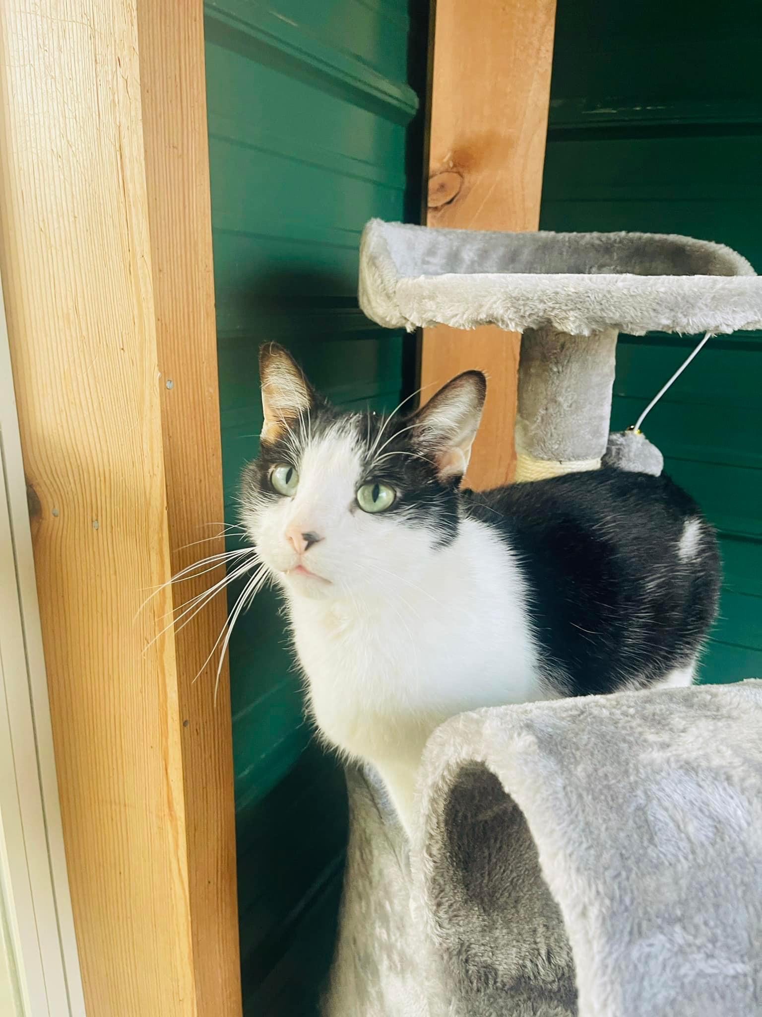 Enlarge Loki, a Adopted American Shorthair in Prairie Grove, AR image 2/2