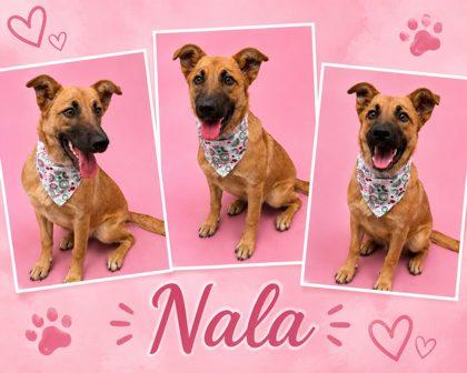Enlarge Nala, a Adoptable mixed breed in Seagoville, TX image 1/1