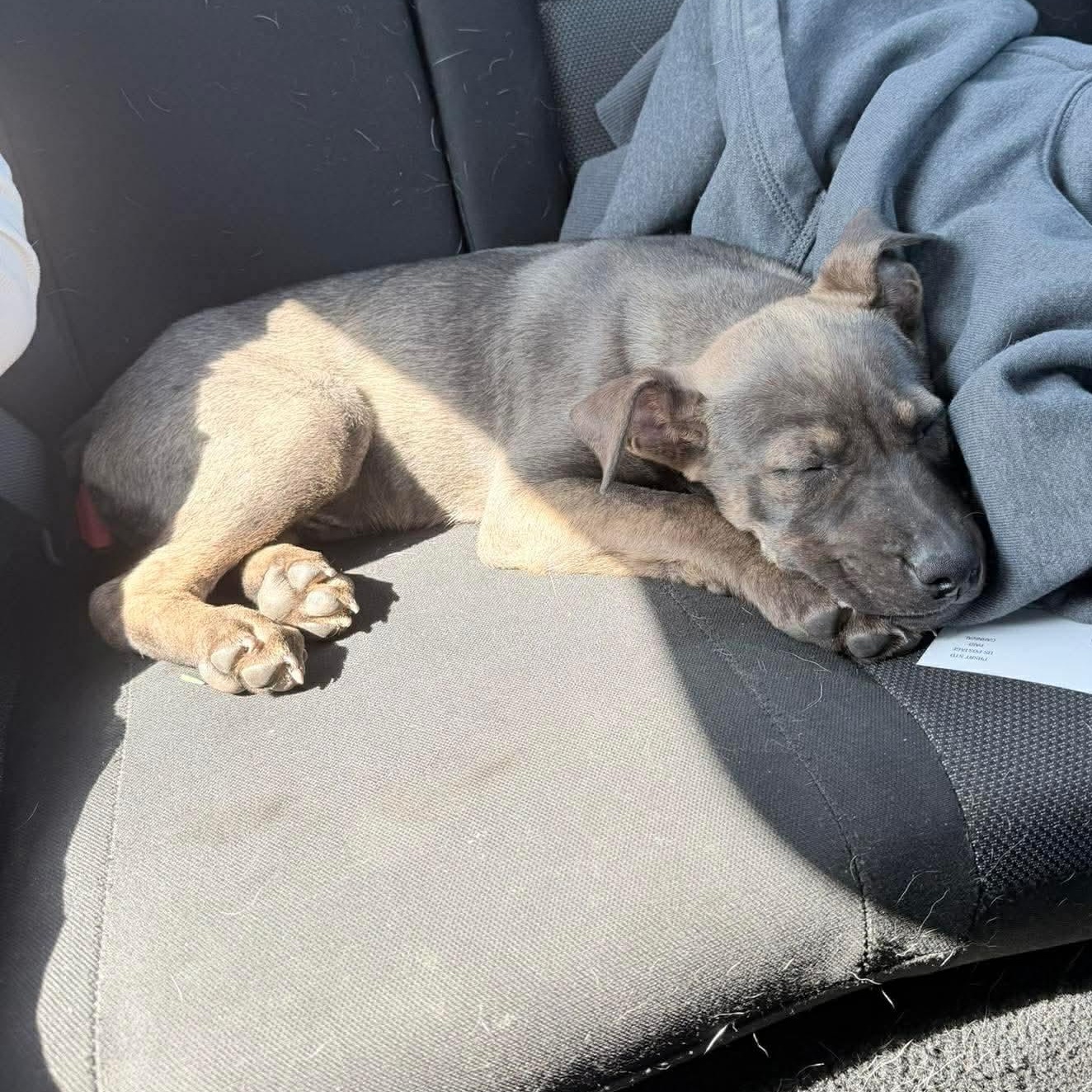 Enlarge Jax, an adopted Mixed Breed in Wando, SC image 4/6