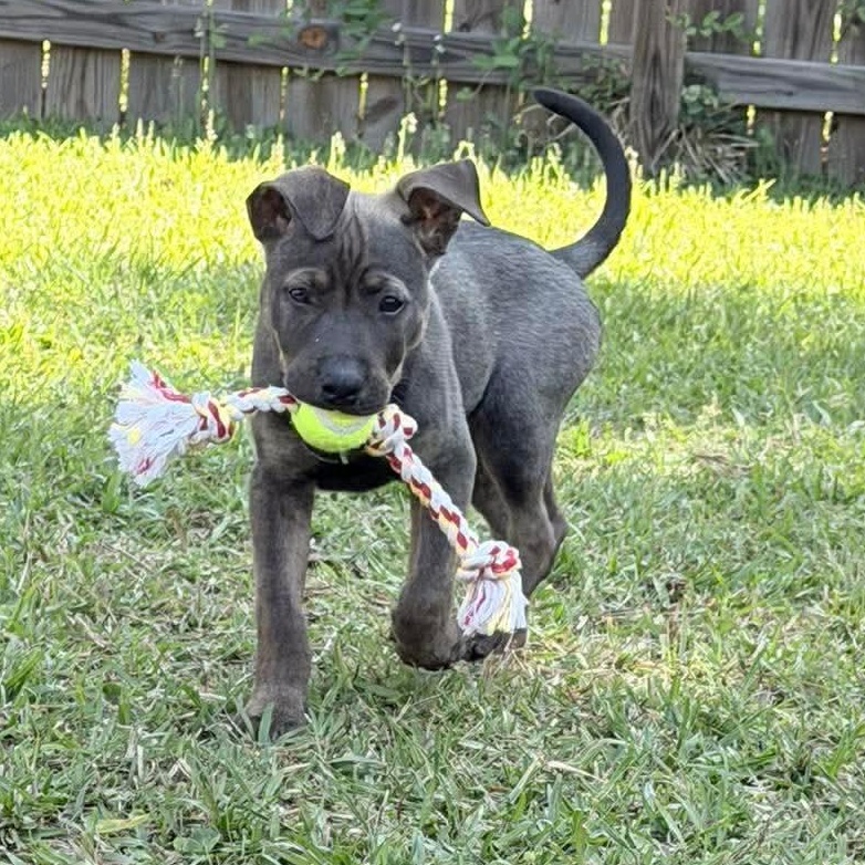 Enlarge Jax, an adopted Mixed Breed in Wando, SC image 1/6