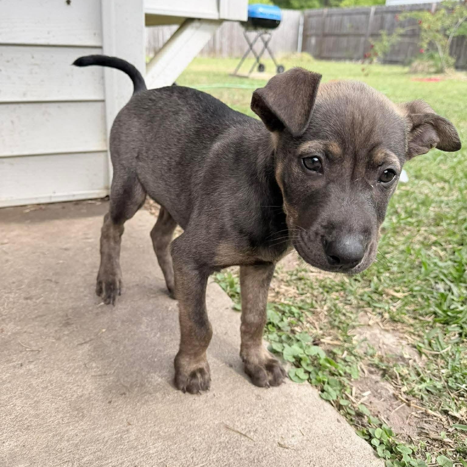 Enlarge Jax, an adopted Mixed Breed in Wando, SC image 5/6