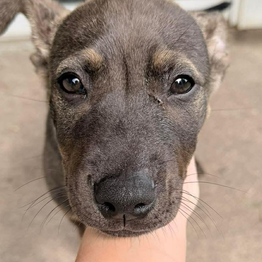 Enlarge Jax, an adopted Mixed Breed in Wando, SC image 3/6