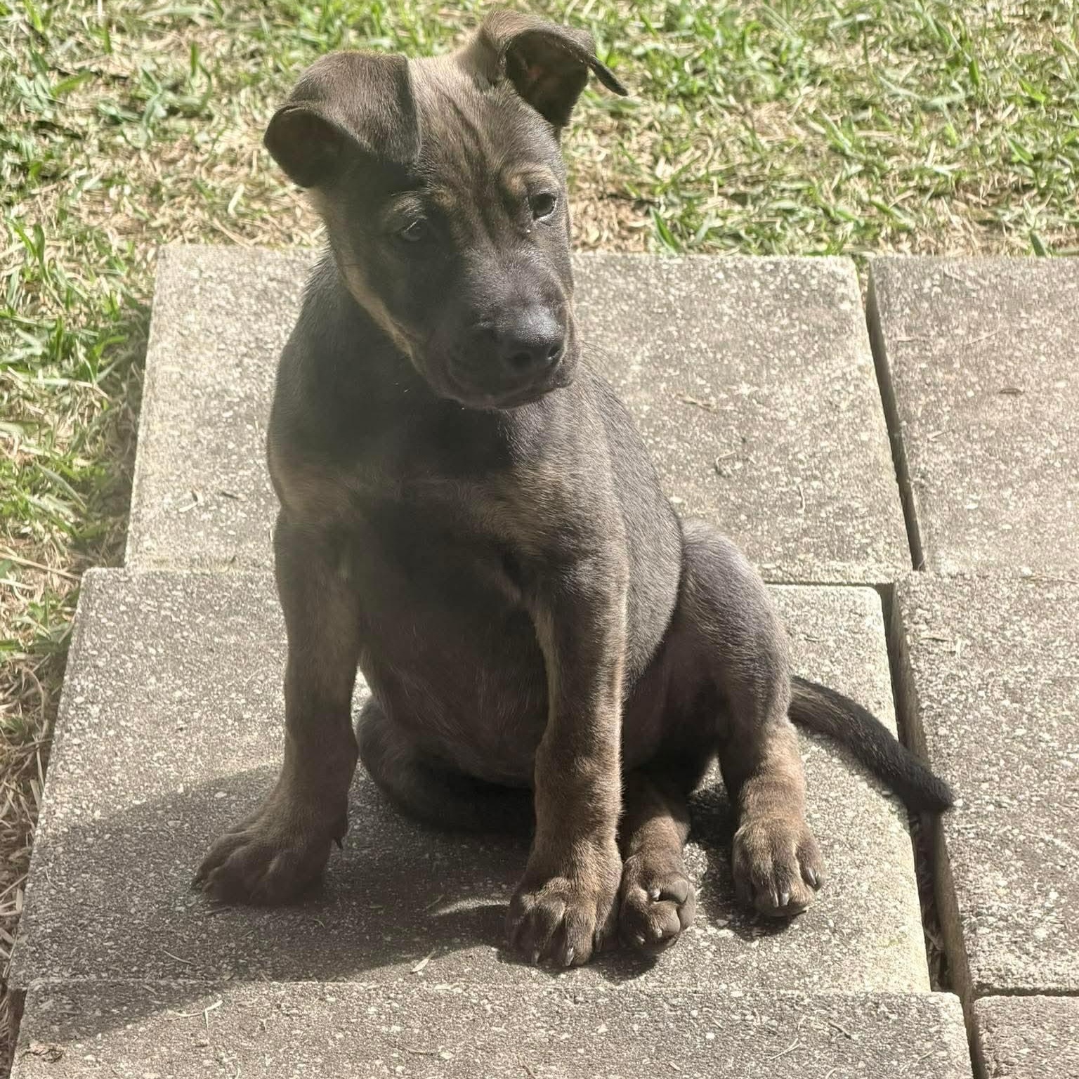 Enlarge Jax, an adopted Mixed Breed in Wando, SC image 2/6