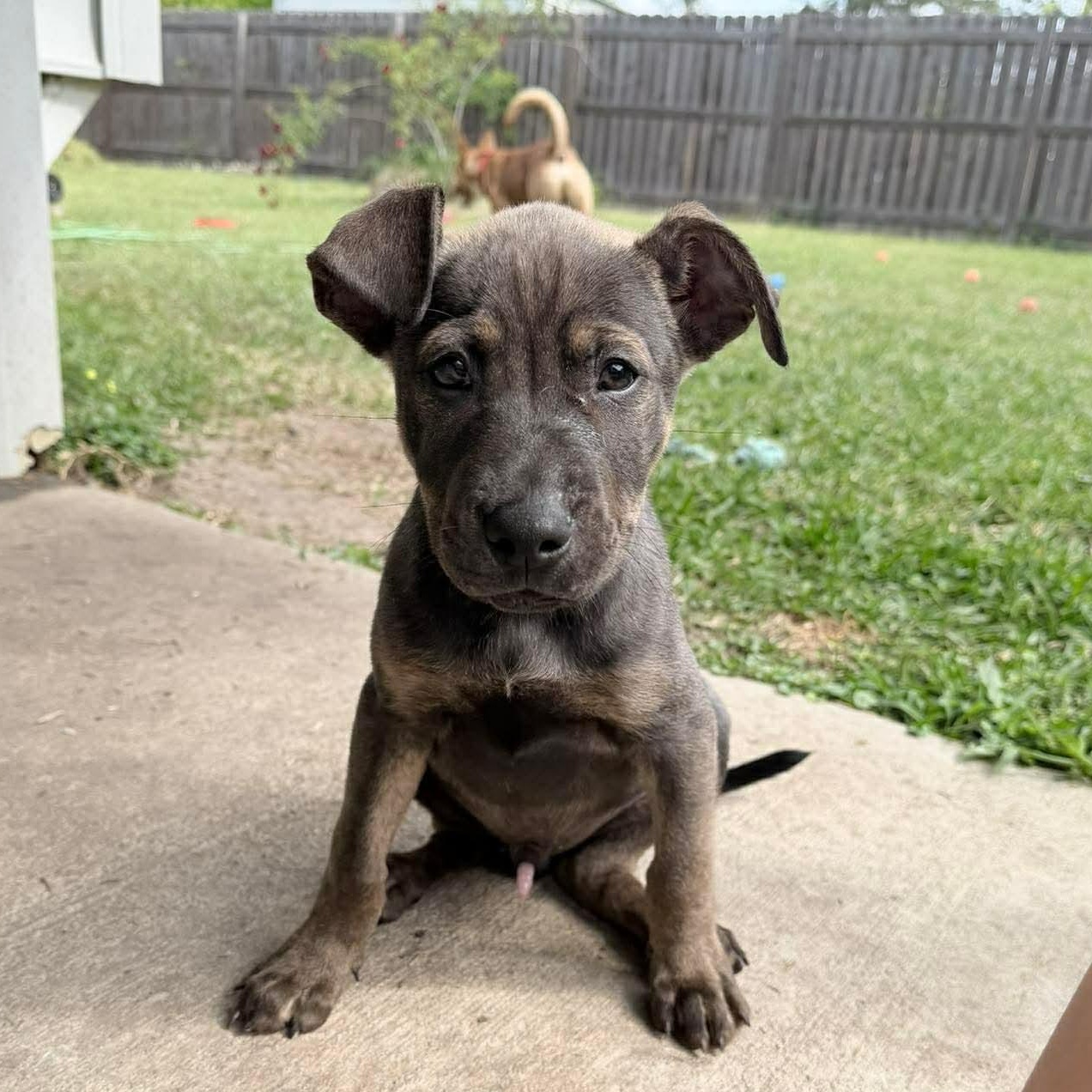 Enlarge Jax, an adopted Mixed Breed in Wando, SC image 6/6