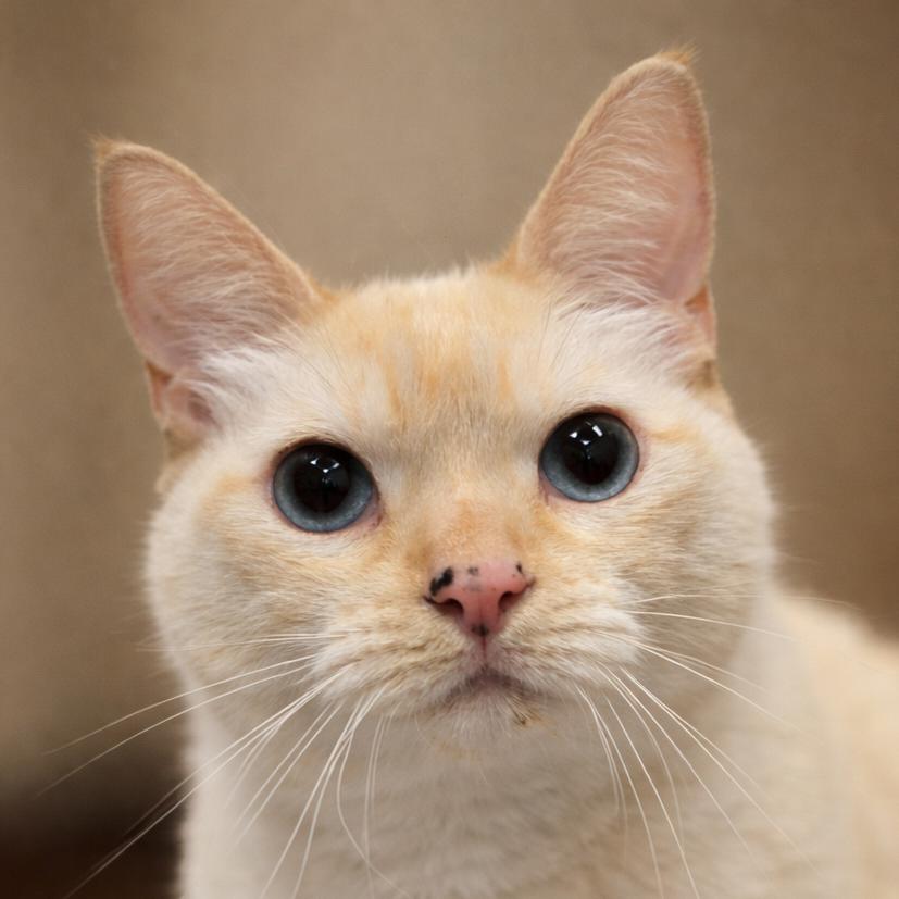 Pumpkin — thumbnail 2