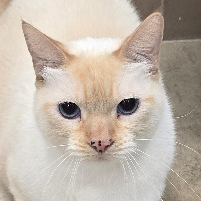 Enlarge Pumpkin, a Adoptable Domestic Short Hair in Wickenburg, AZ image 2/2