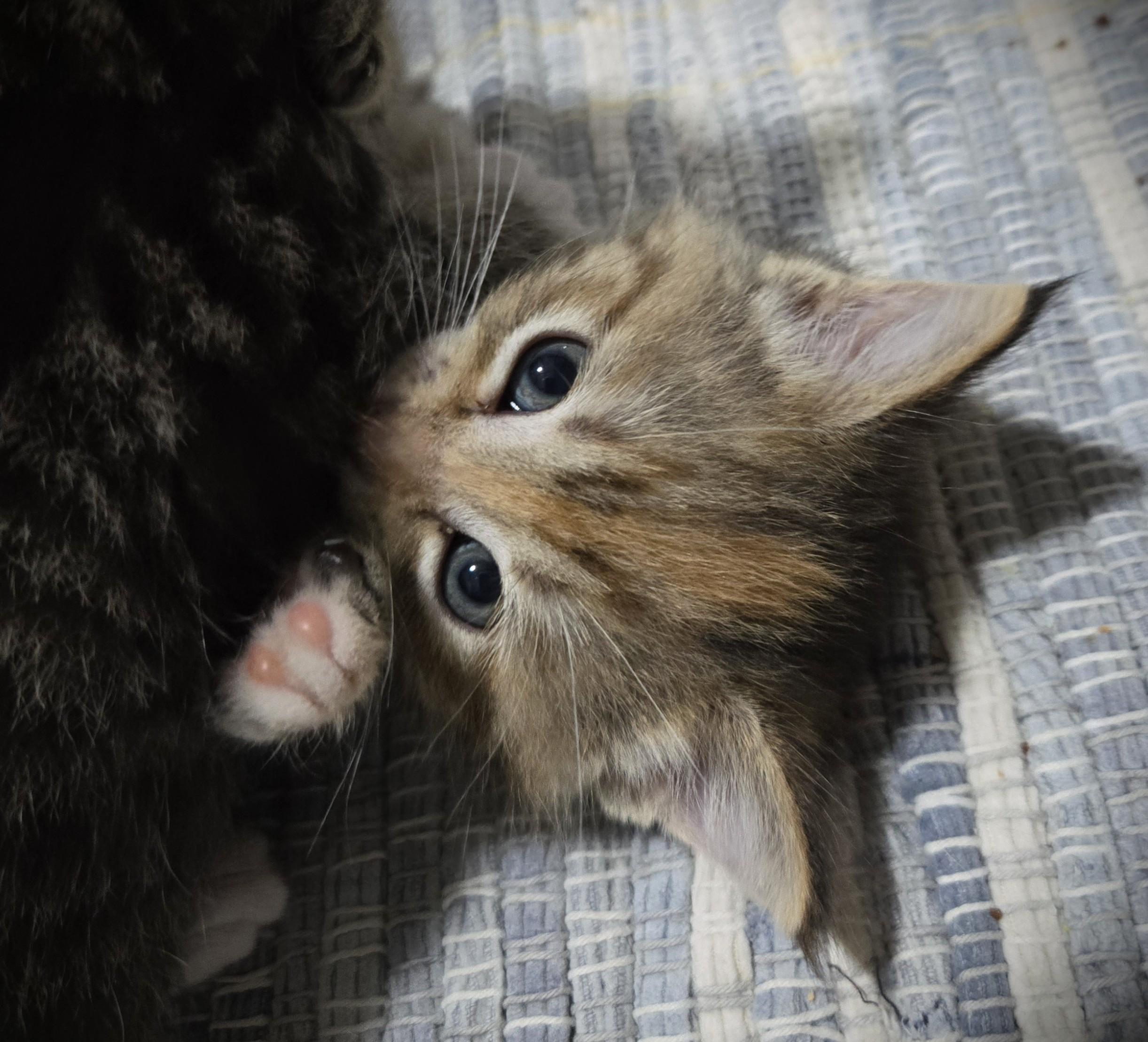 Enlarge Penny (Penelope), a ADOPTABLE Domestic Long Hair in Mankato, MN image 1/6