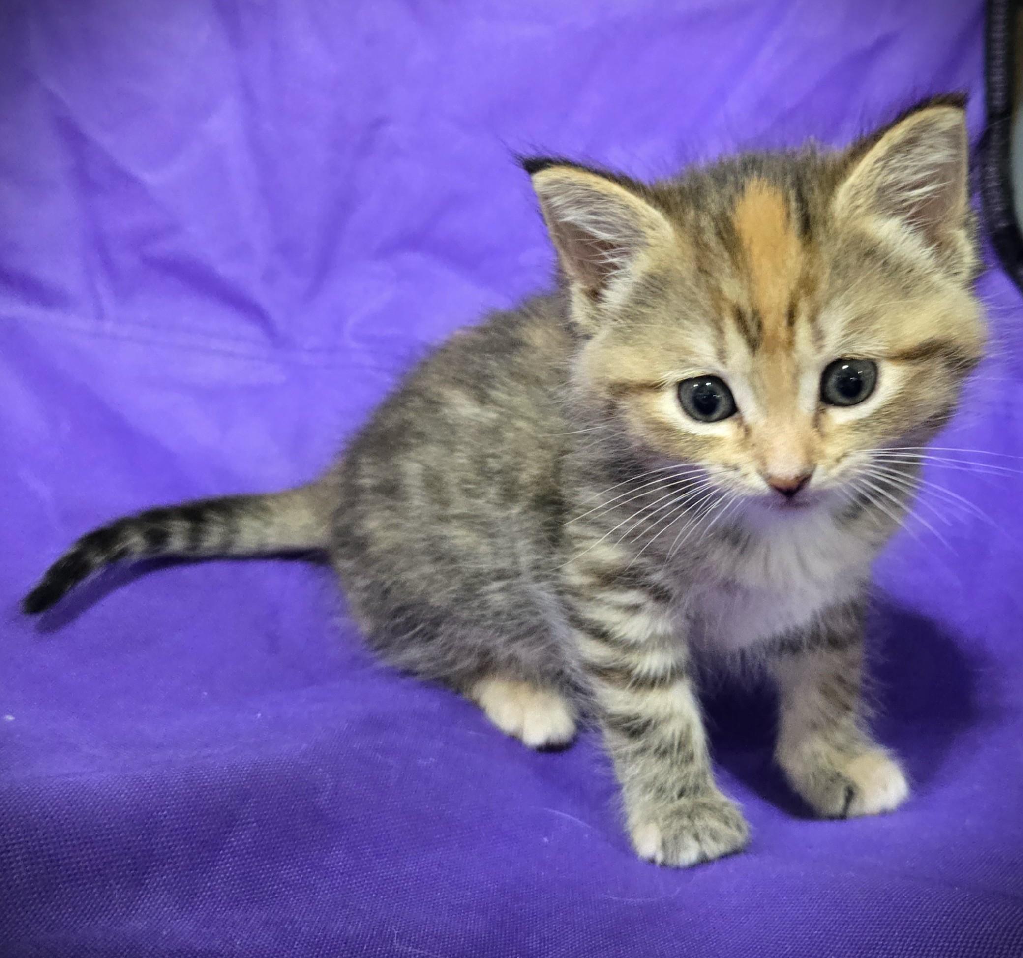 Enlarge Penny (Penelope), a ADOPTABLE Domestic Long Hair in Mankato, MN image 6/6