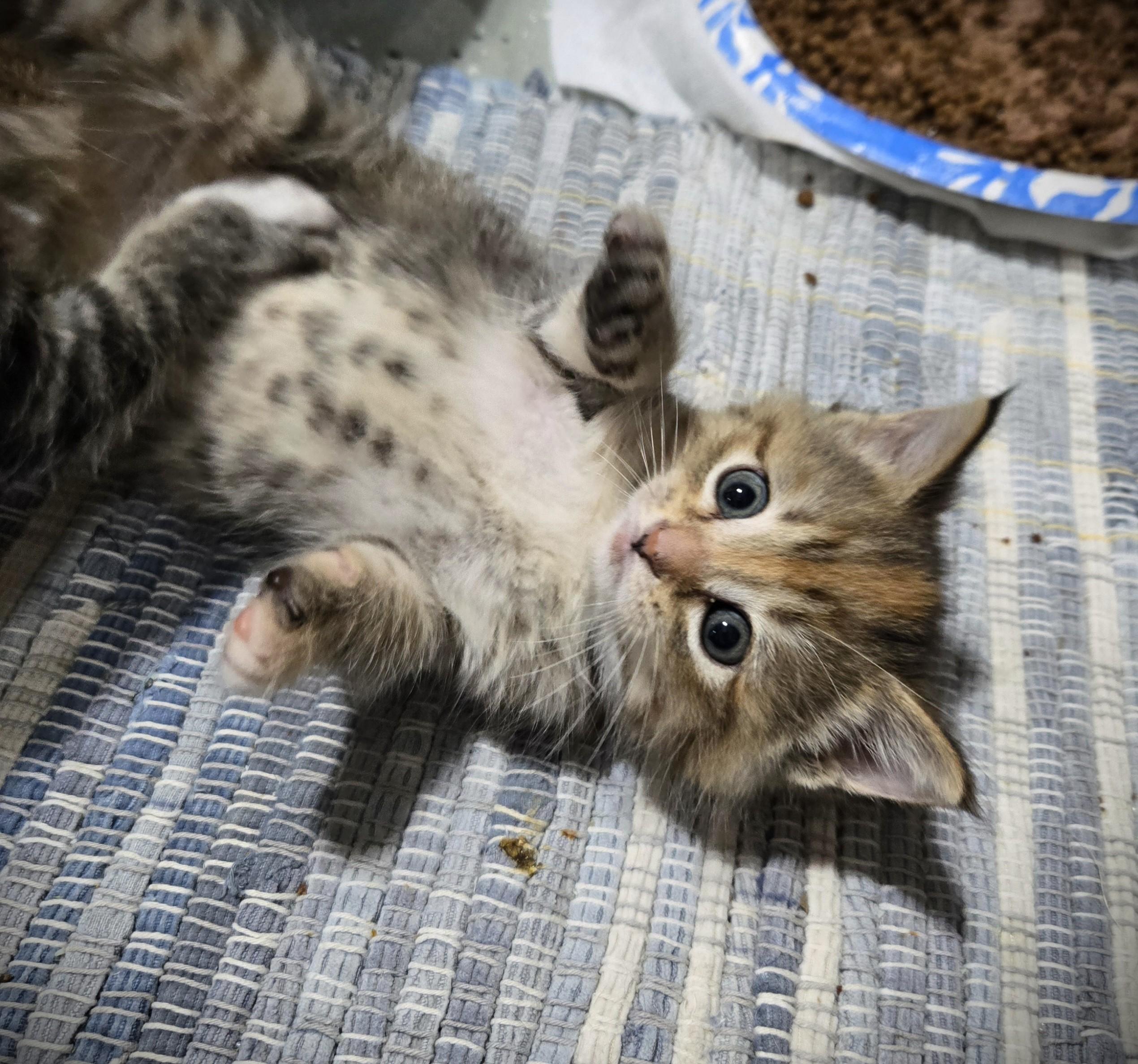 Enlarge Penny (Penelope), a ADOPTABLE Domestic Long Hair in Mankato, MN image 4/6