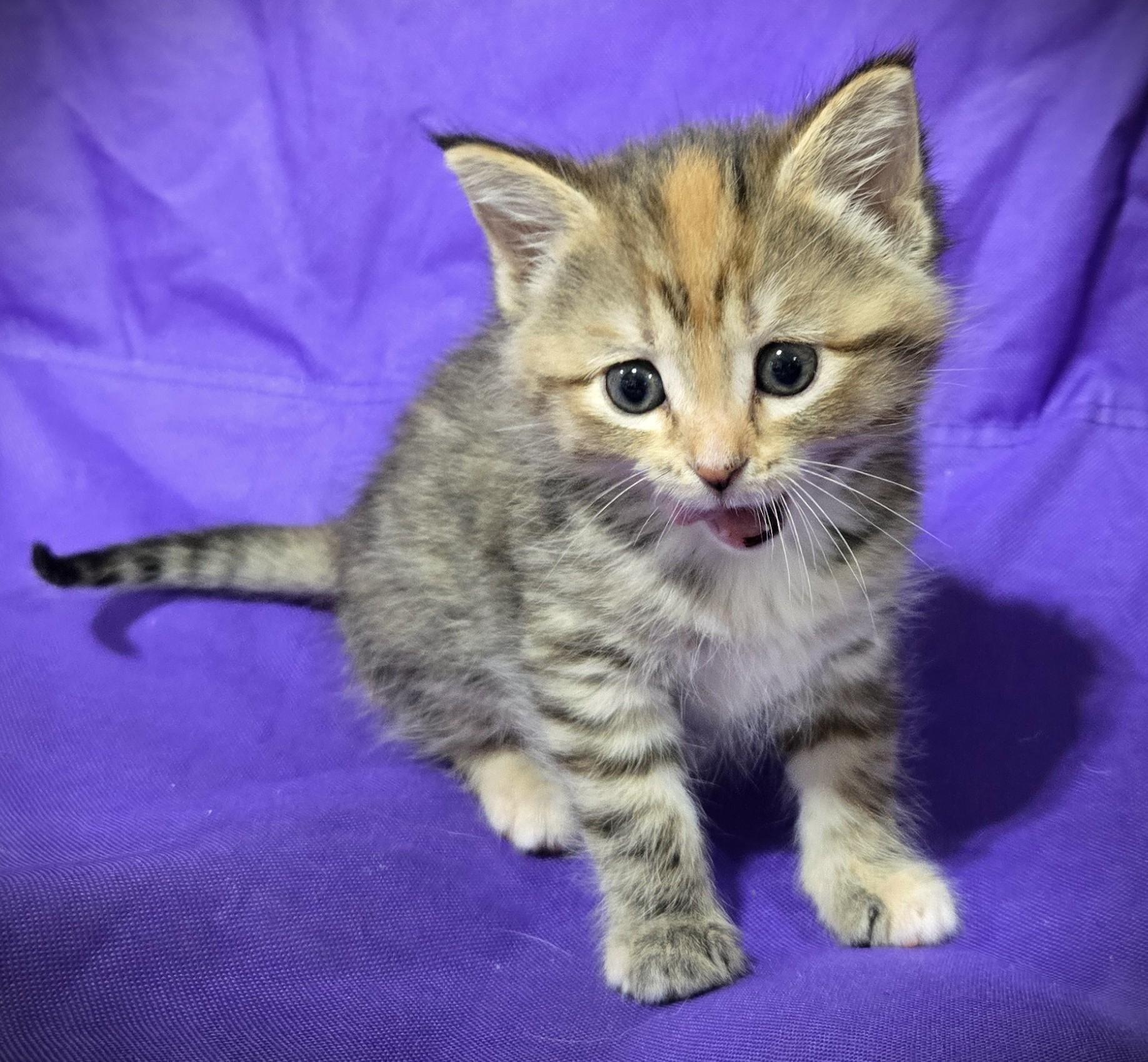Enlarge Penny (Penelope), a ADOPTABLE Domestic Long Hair in Mankato, MN image 2/6