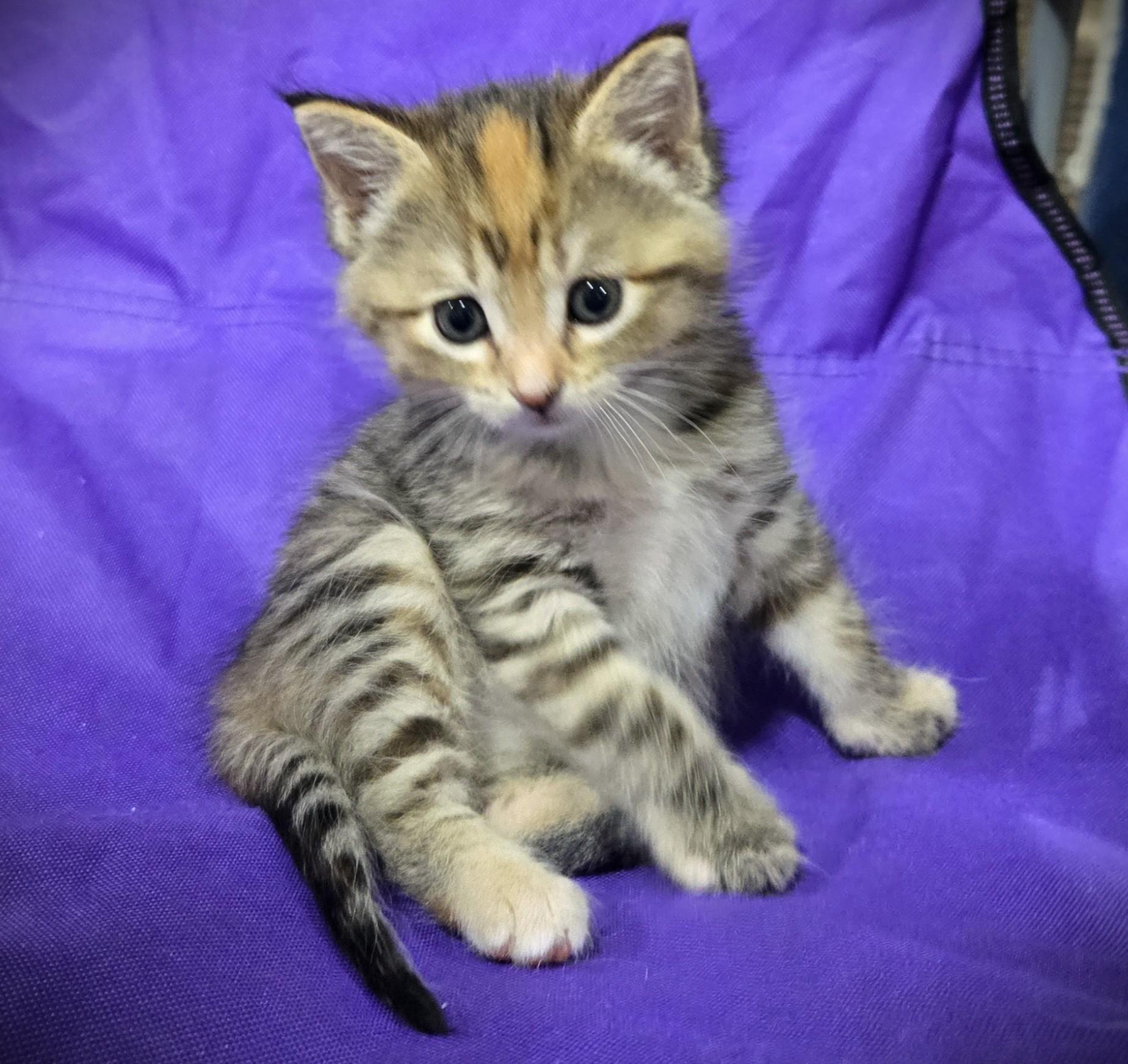 Enlarge Penny (Penelope), a ADOPTABLE Domestic Long Hair in Mankato, MN image 5/6
