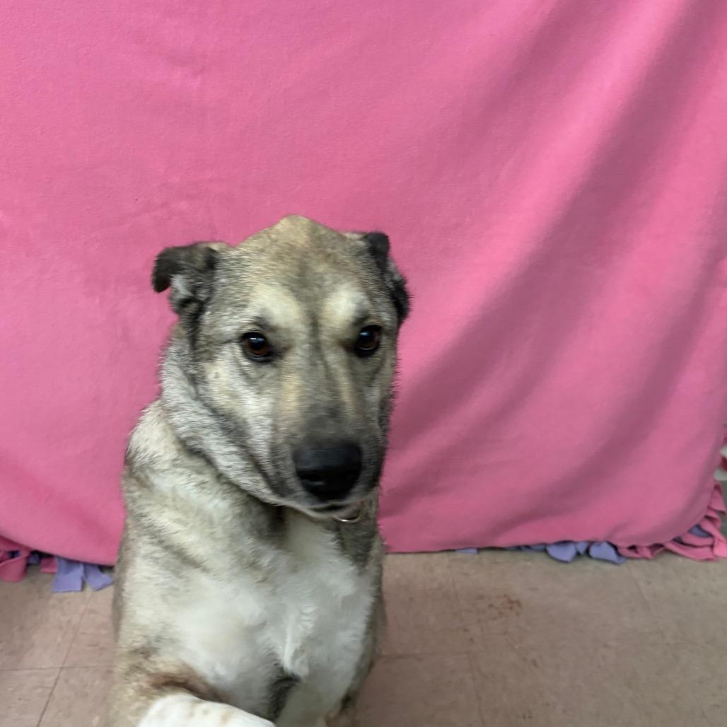 Enlarge Tanner, a Adoptable mixed breed in Novelty, OH image 1/6