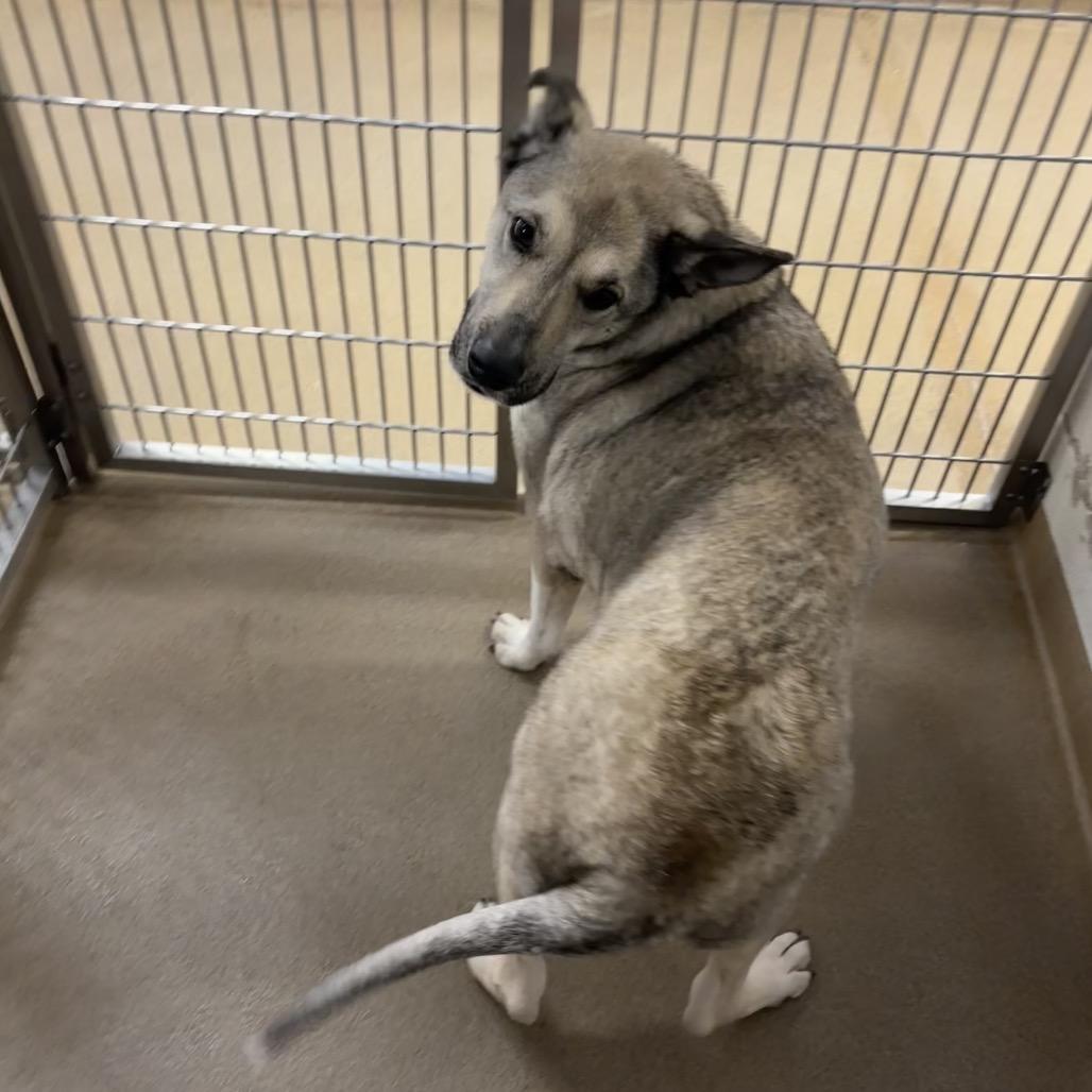 Enlarge Tanner, a Adoptable mixed breed in Novelty, OH image 2/6