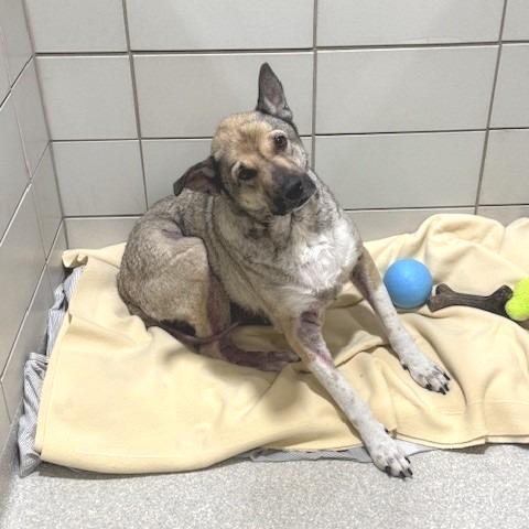 Enlarge Tanner, a Adoptable mixed breed in Novelty, OH image 4/6