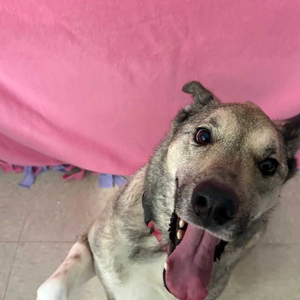 Enlarge Tanner, a Adoptable mixed breed in Novelty, OH image 6/6