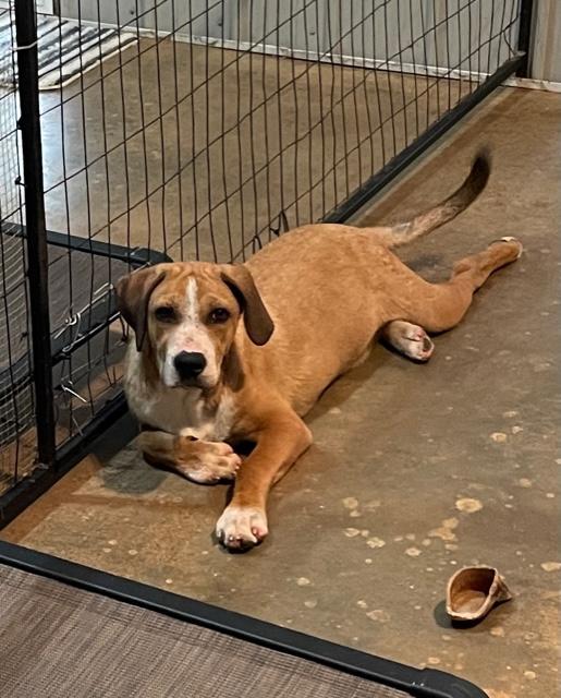 Wally, Adoptable, Young Male Hound.