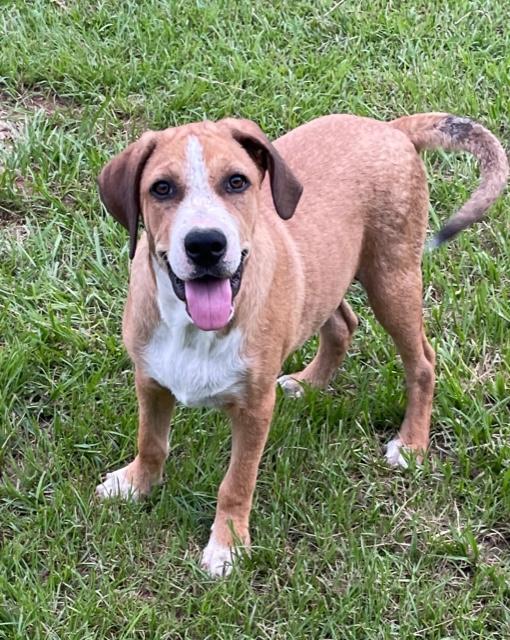 Wally, a Adoptable mixed breed in Cairo, GA image 2/2