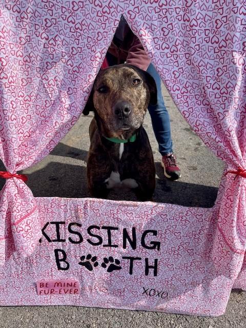 Mable, a ADOPTABLE mixed breed in Augusta, WV image 3/3